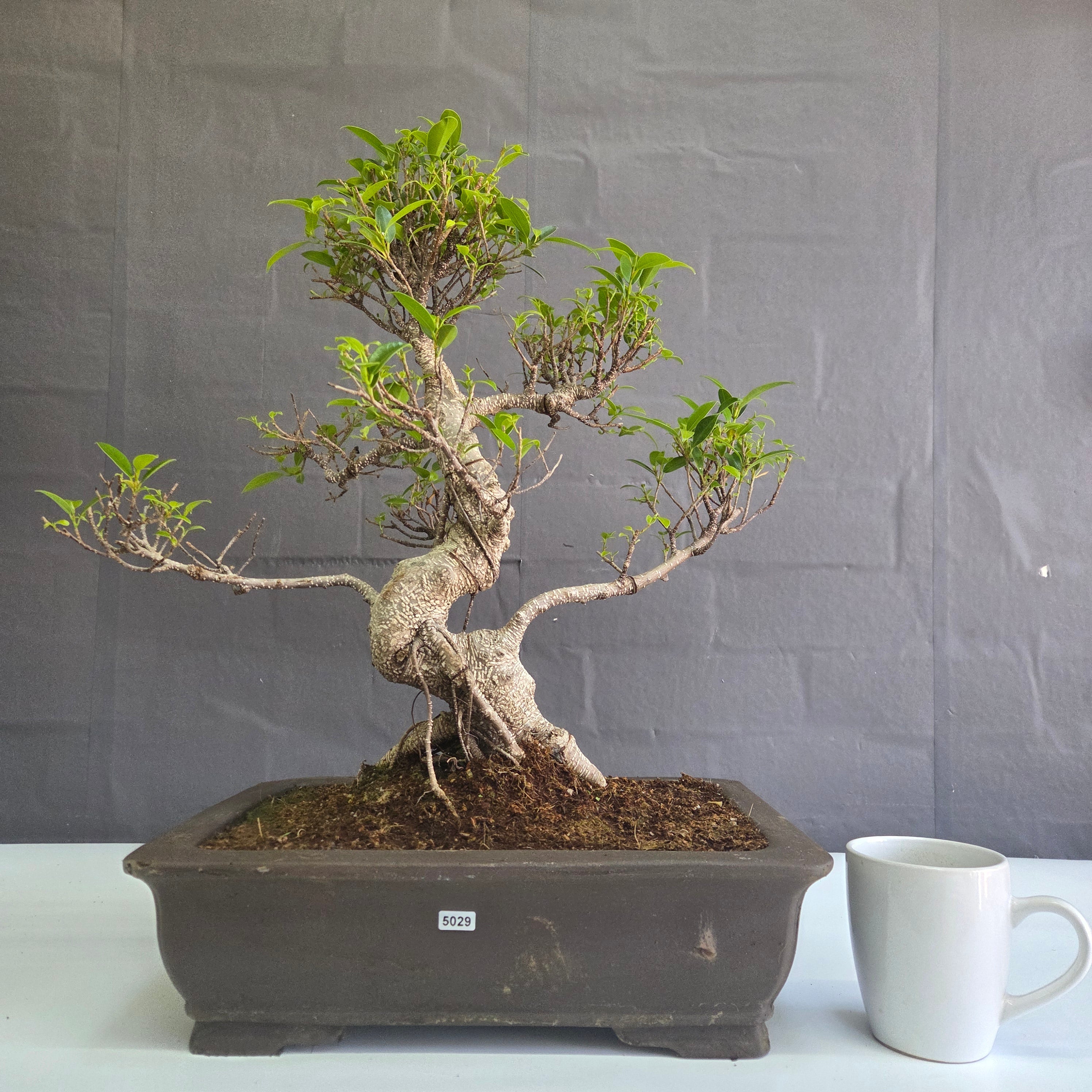 Ficus Microcarpa (Banyan Fig) Large Indoor Bonsai Tree | Shaped | In 40cm Pot