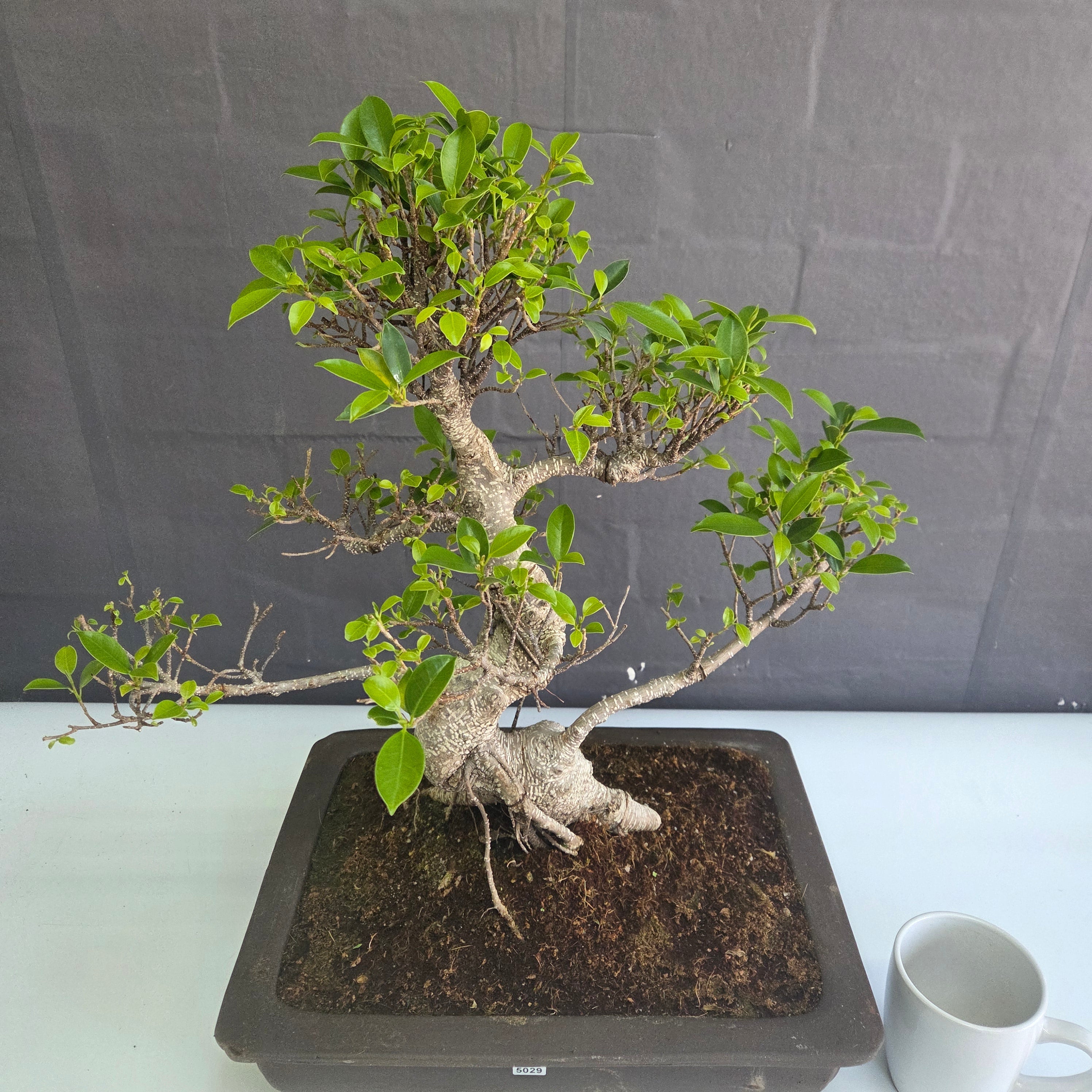 Ficus Microcarpa (Banyan Fig) Large Indoor Bonsai Tree | Shaped | In 40cm Pot