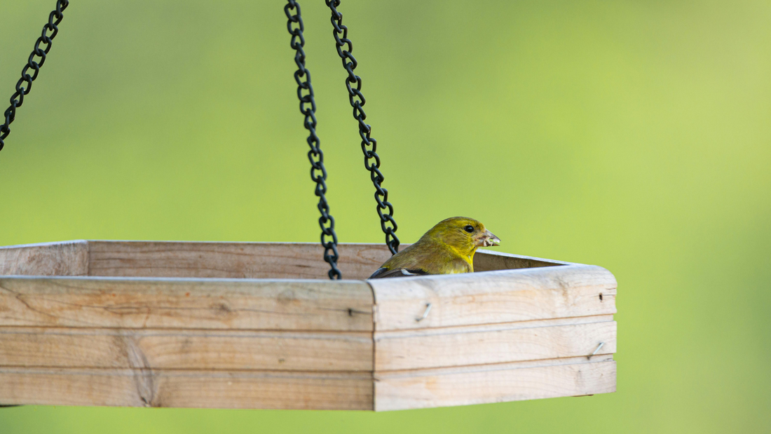The Guide to Bird Feeders: Transforming Your UK Garden into a Wildlife Paradise