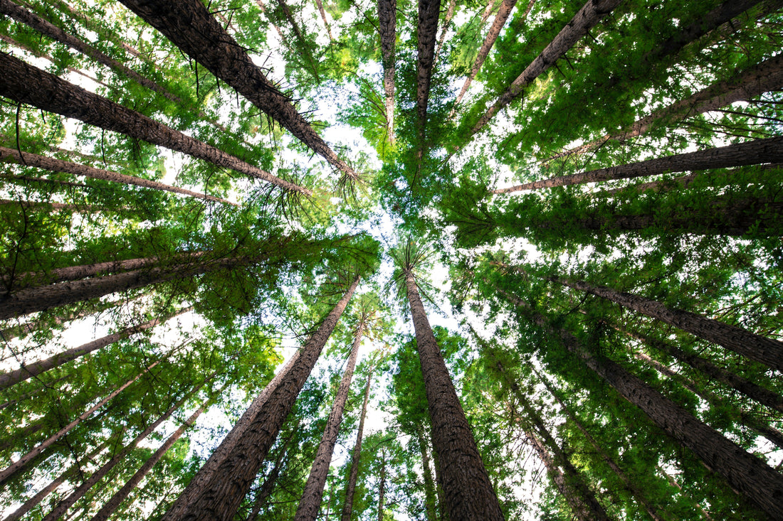 Your Purchase, Our Planet: Planting Trees with Every Order