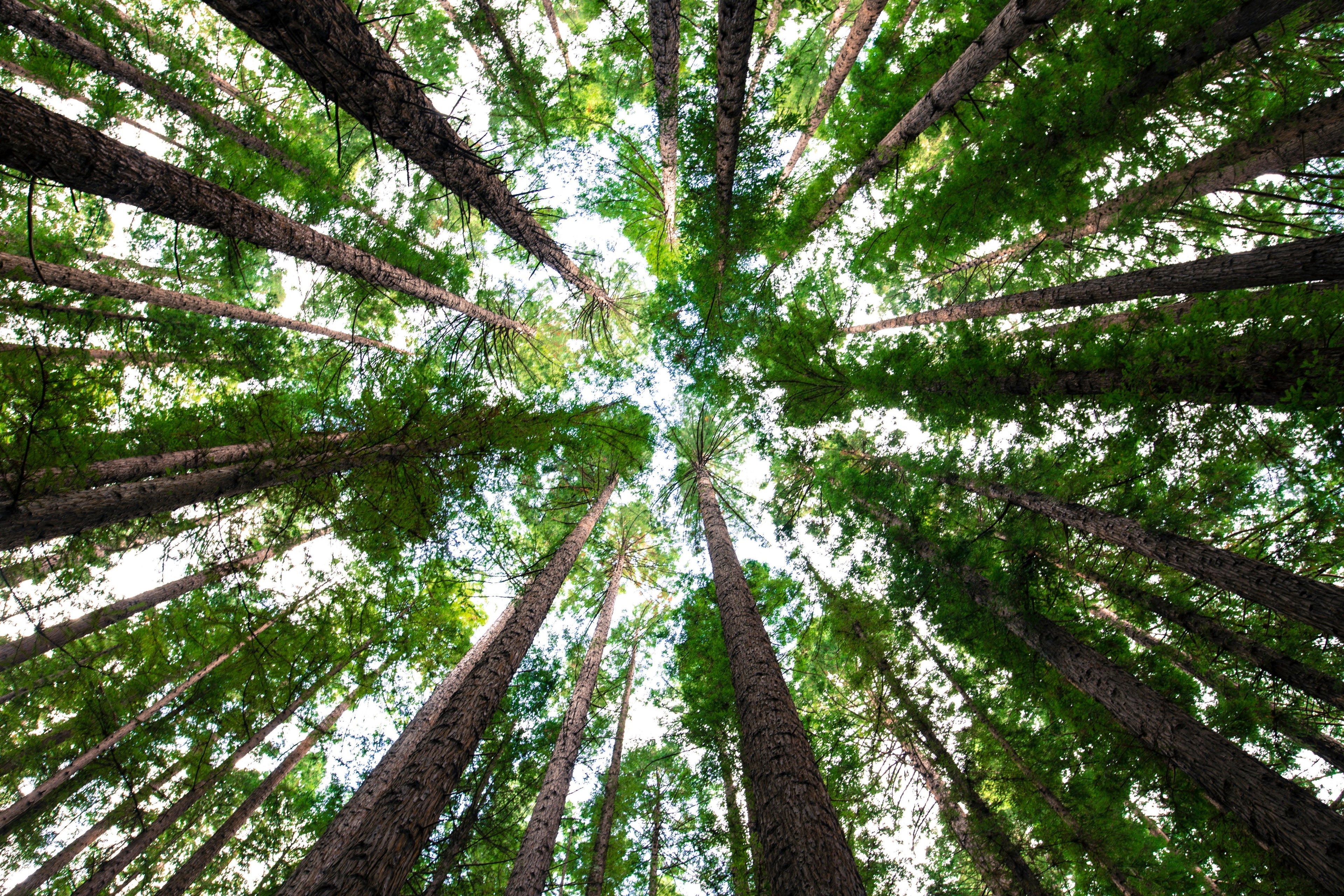 Your Purchase, Our Planet: Planting Trees with Every Order