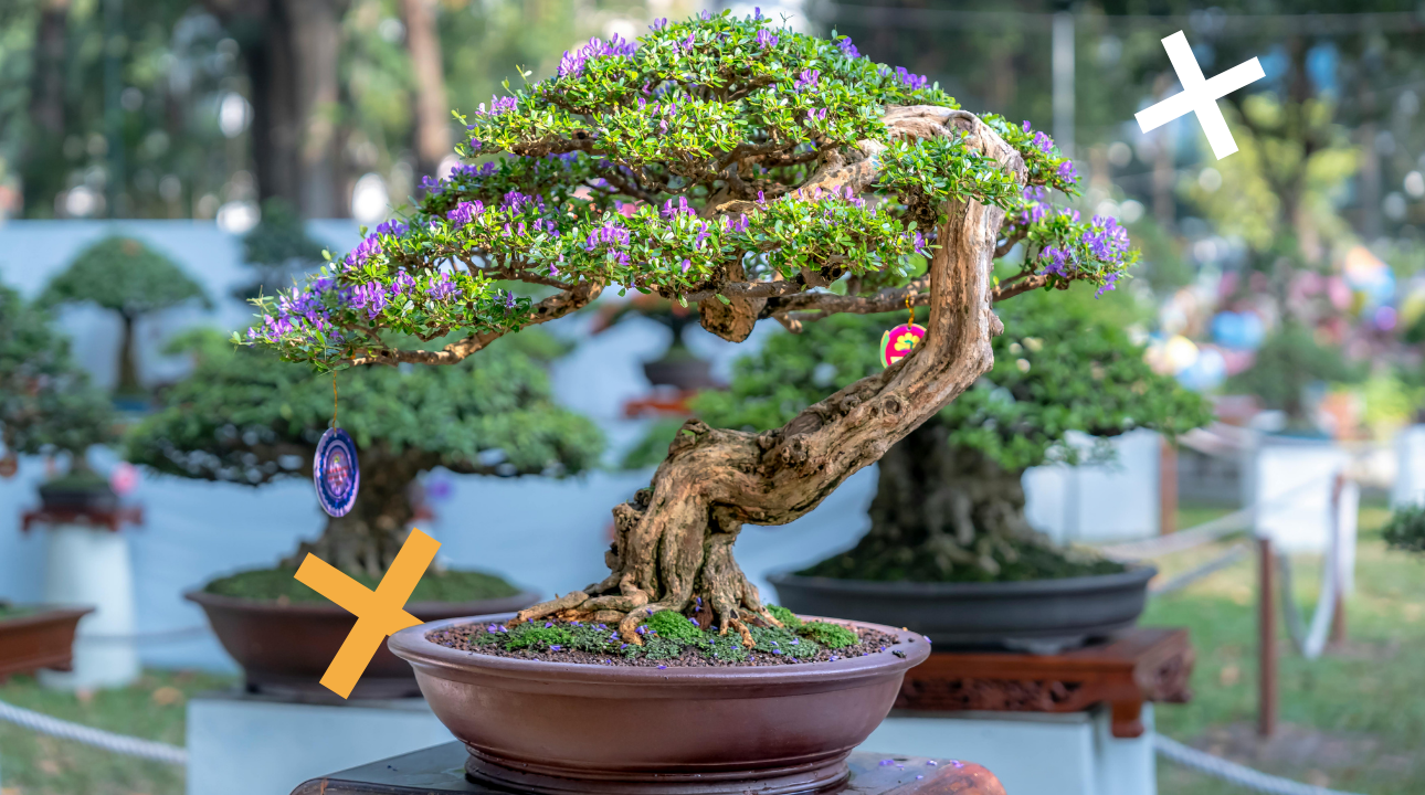 Bonsai Trees