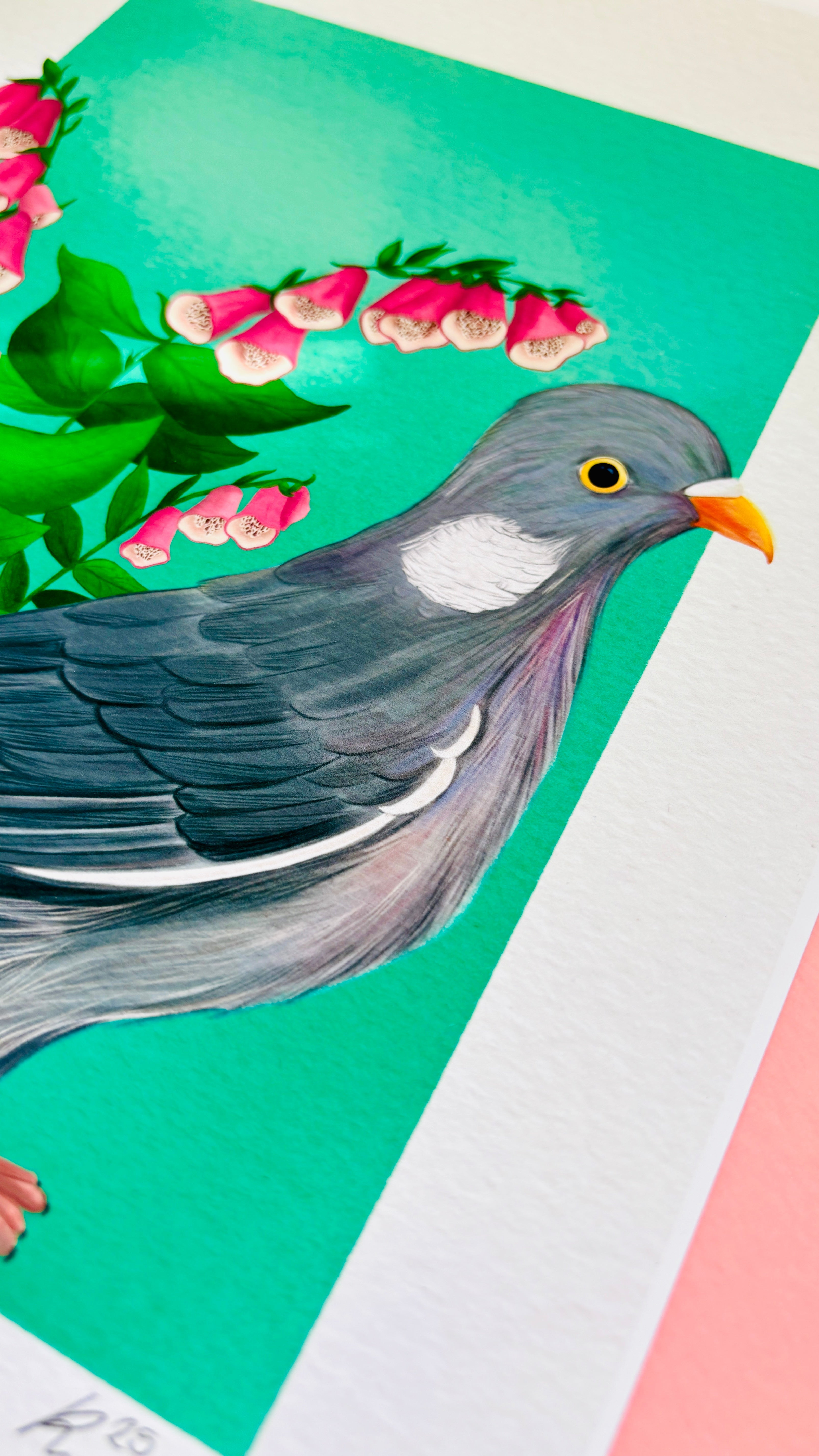 Wood Pigeon Art Print- British Wildlife Illustration