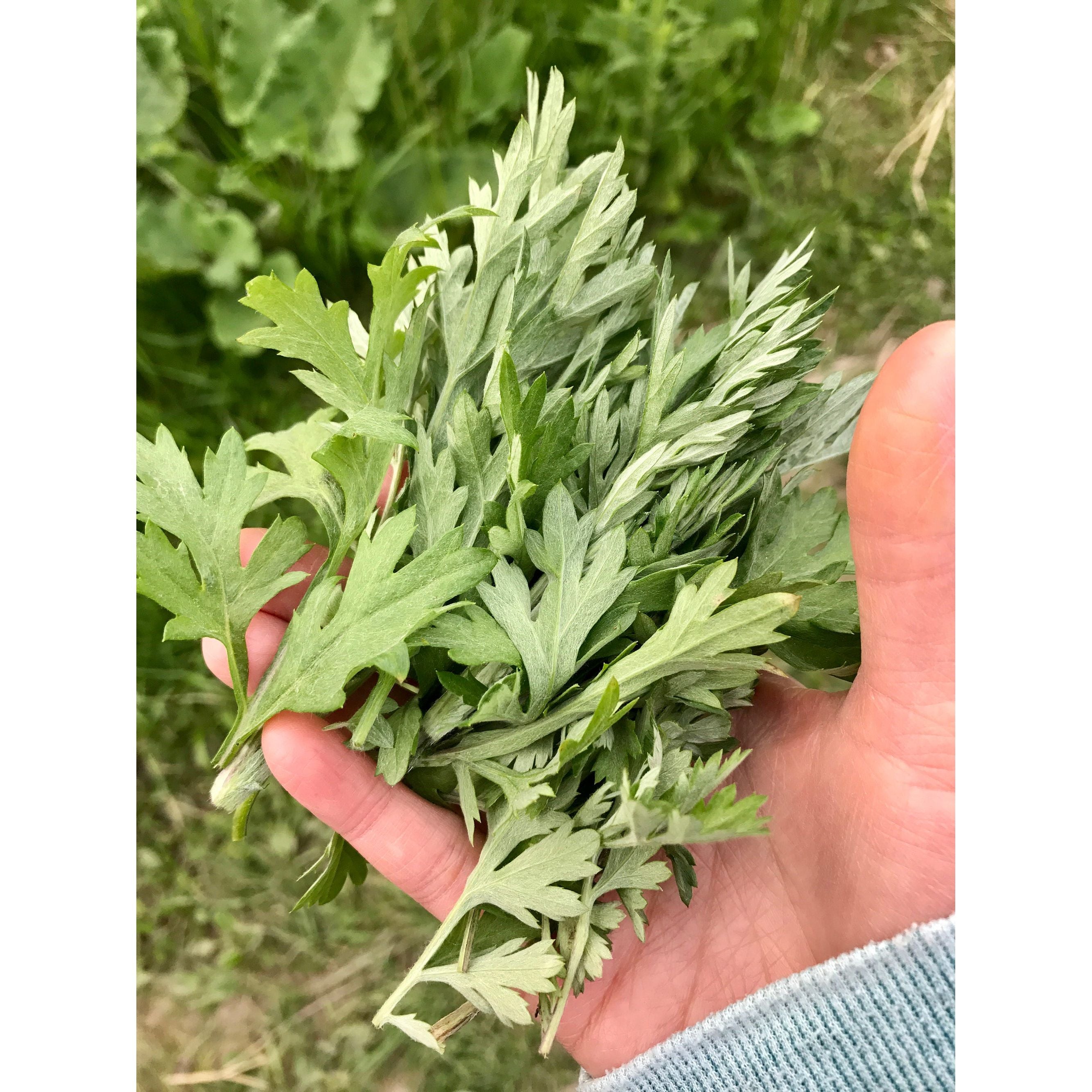 Fresh Mugwort Ngai Cuu 100g