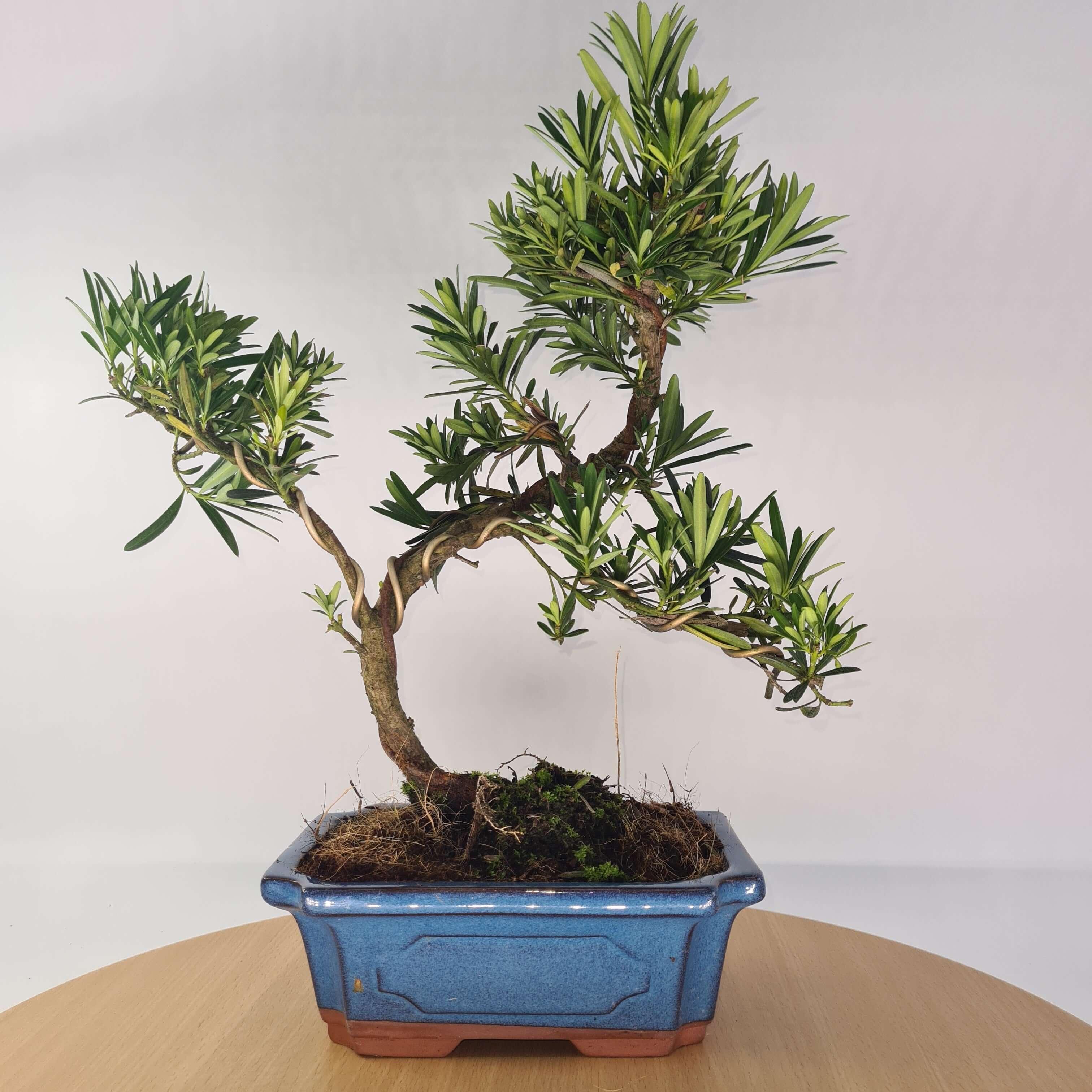Buddhist Pine (Podocarpus Micro) Bonsai Tree | Shaped | In 20cm Pot