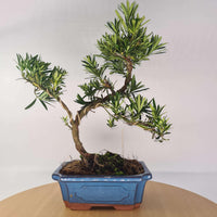 Buddhist Pine (Podocarpus Micro) Bonsai Tree | Shaped | In 20cm Pot