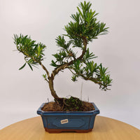 Buddhist Pine (Podocarpus Micro) Bonsai Tree | Shaped | In 20cm Pot