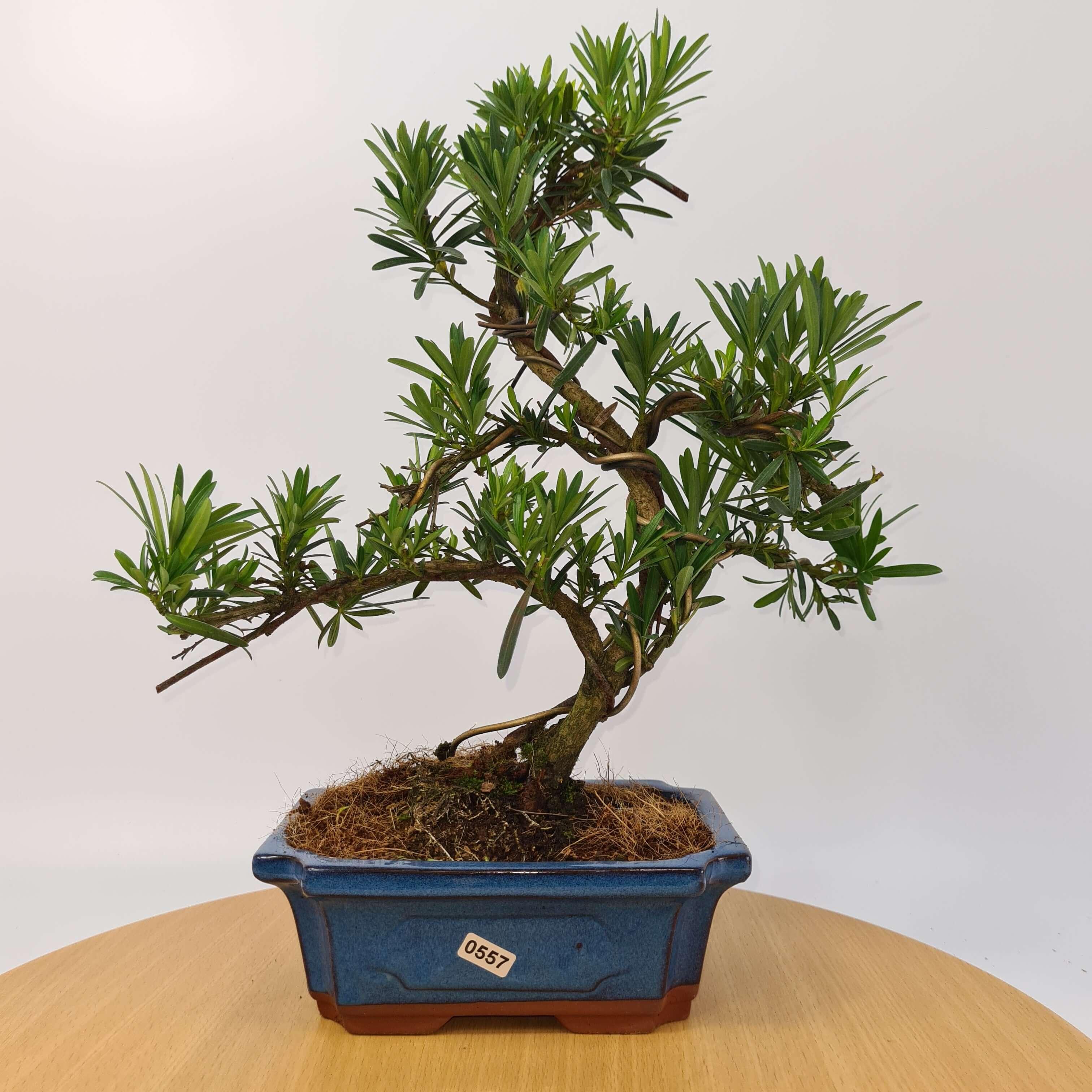 Buddhist Pine (Podocarpus Micro) Bonsai Tree | Shaped | In 20cm Pot