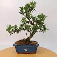 Buddhist Pine (Podocarpus Micro) Bonsai Tree | Shaped | In 20cm Pot