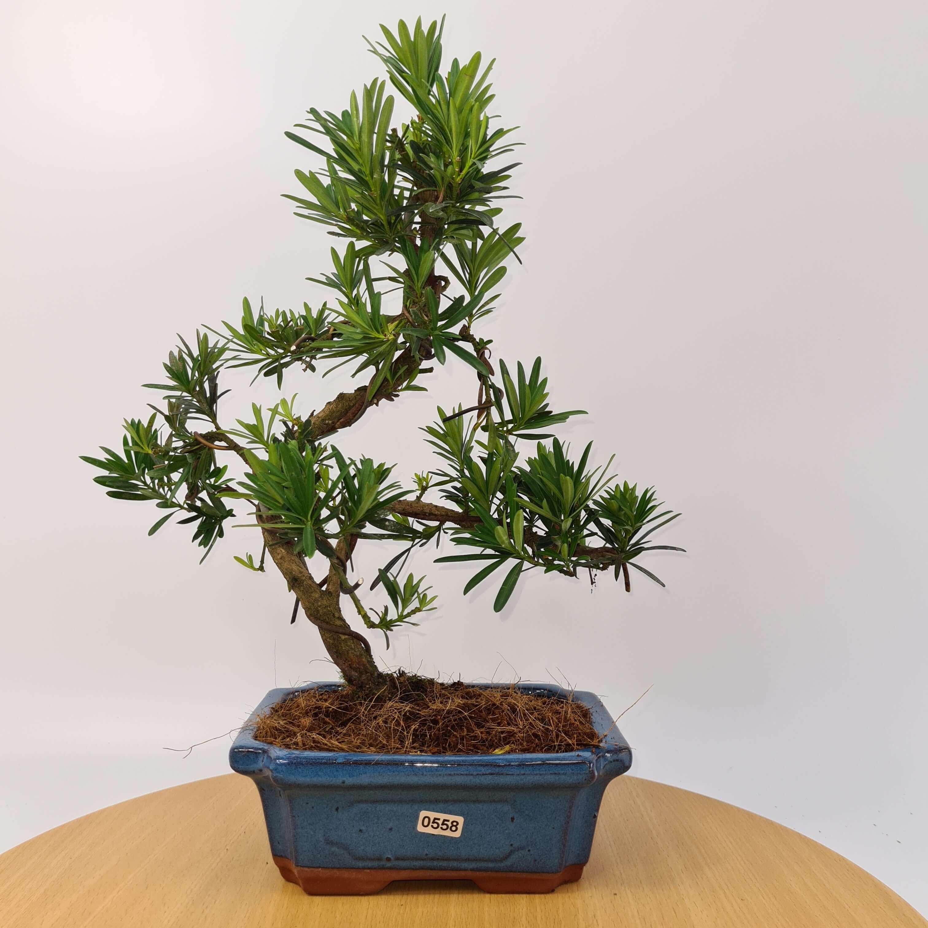 Buddhist Pine (Podocarpus Micro) Bonsai Tree | Shaped | In 20cm Pot