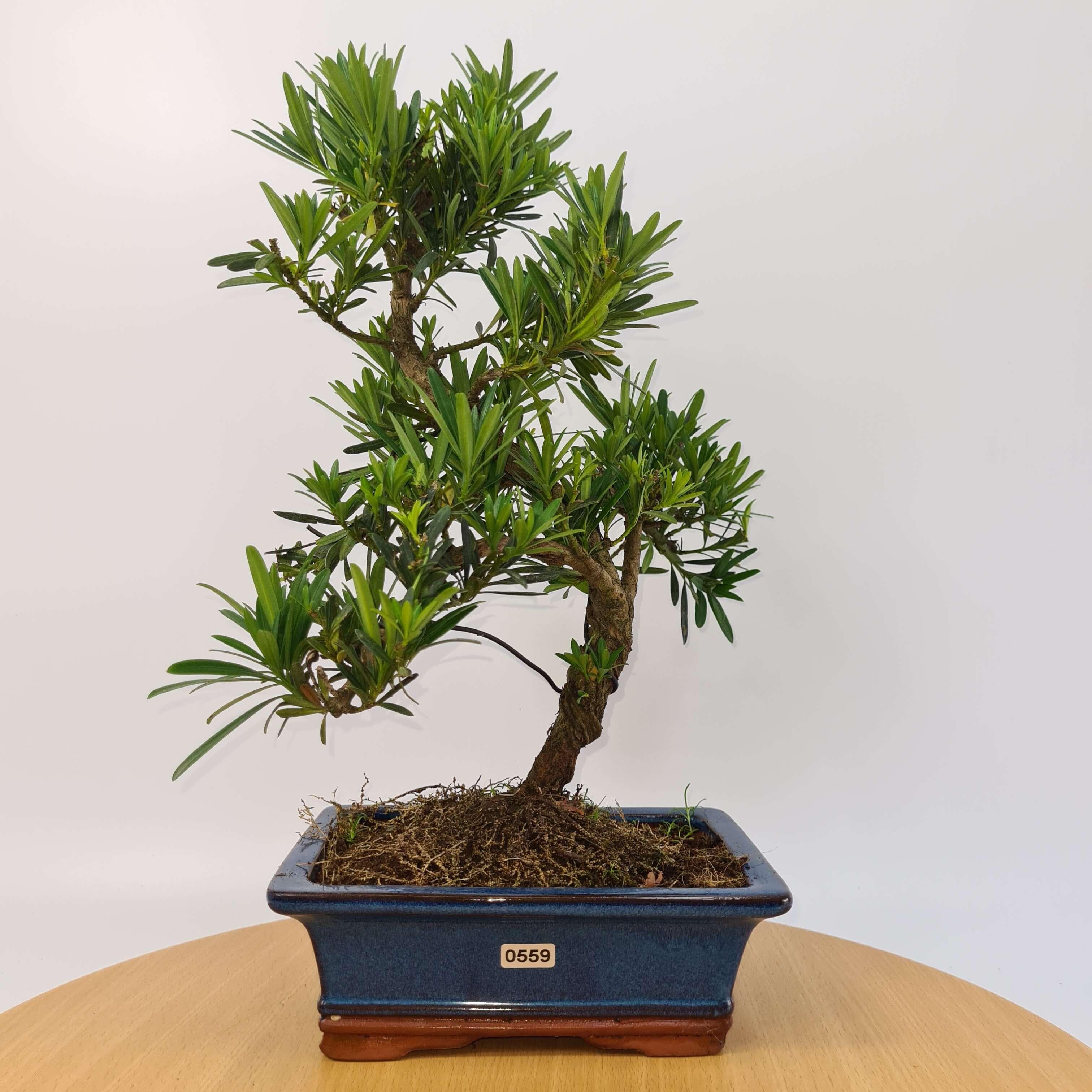 Buddhist Pine (Podocarpus Micro) Bonsai Tree | Shaped | In 20cm Pot