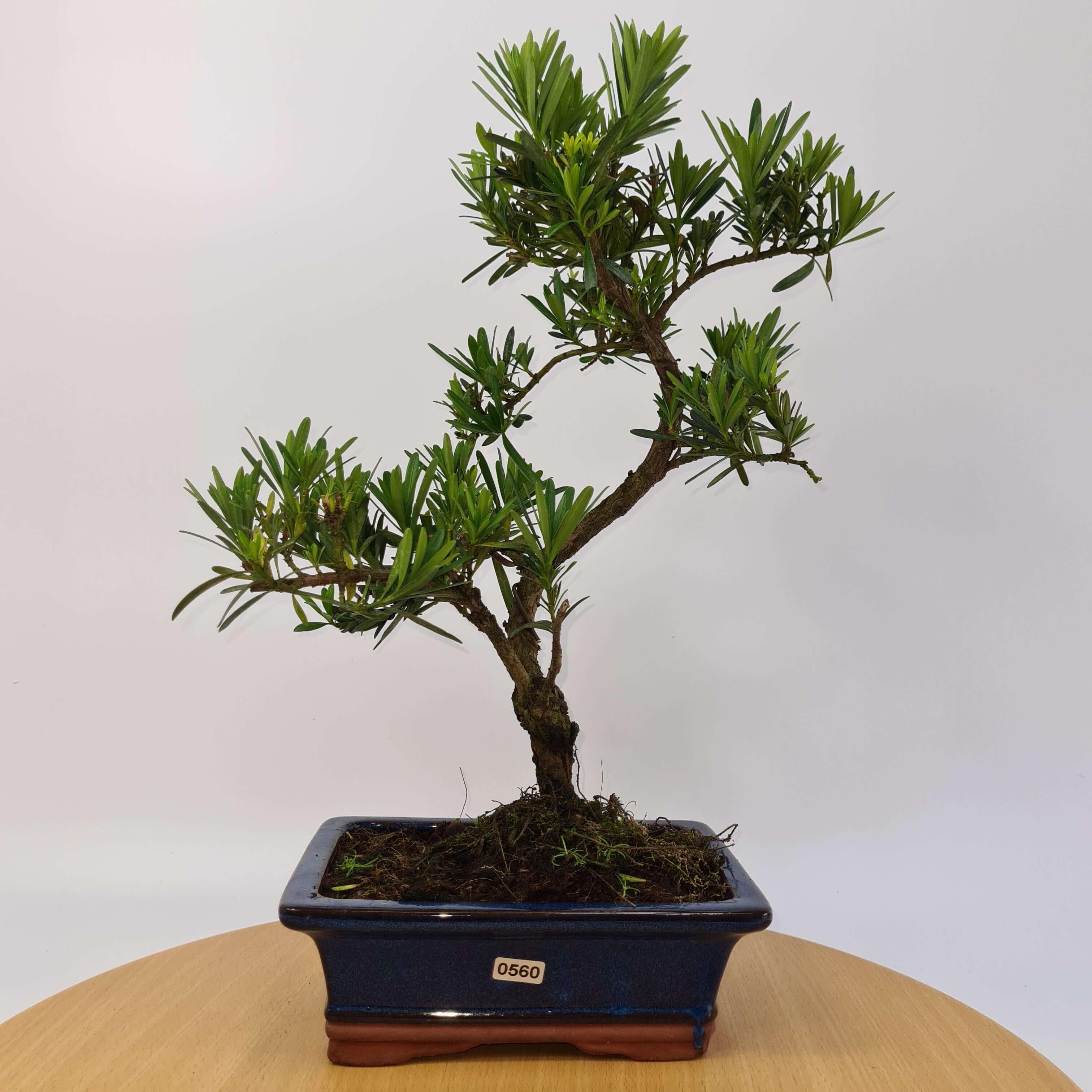 Buddhist Pine (Podocarpus Micro) Bonsai Tree | Shaped | In 20cm Pot