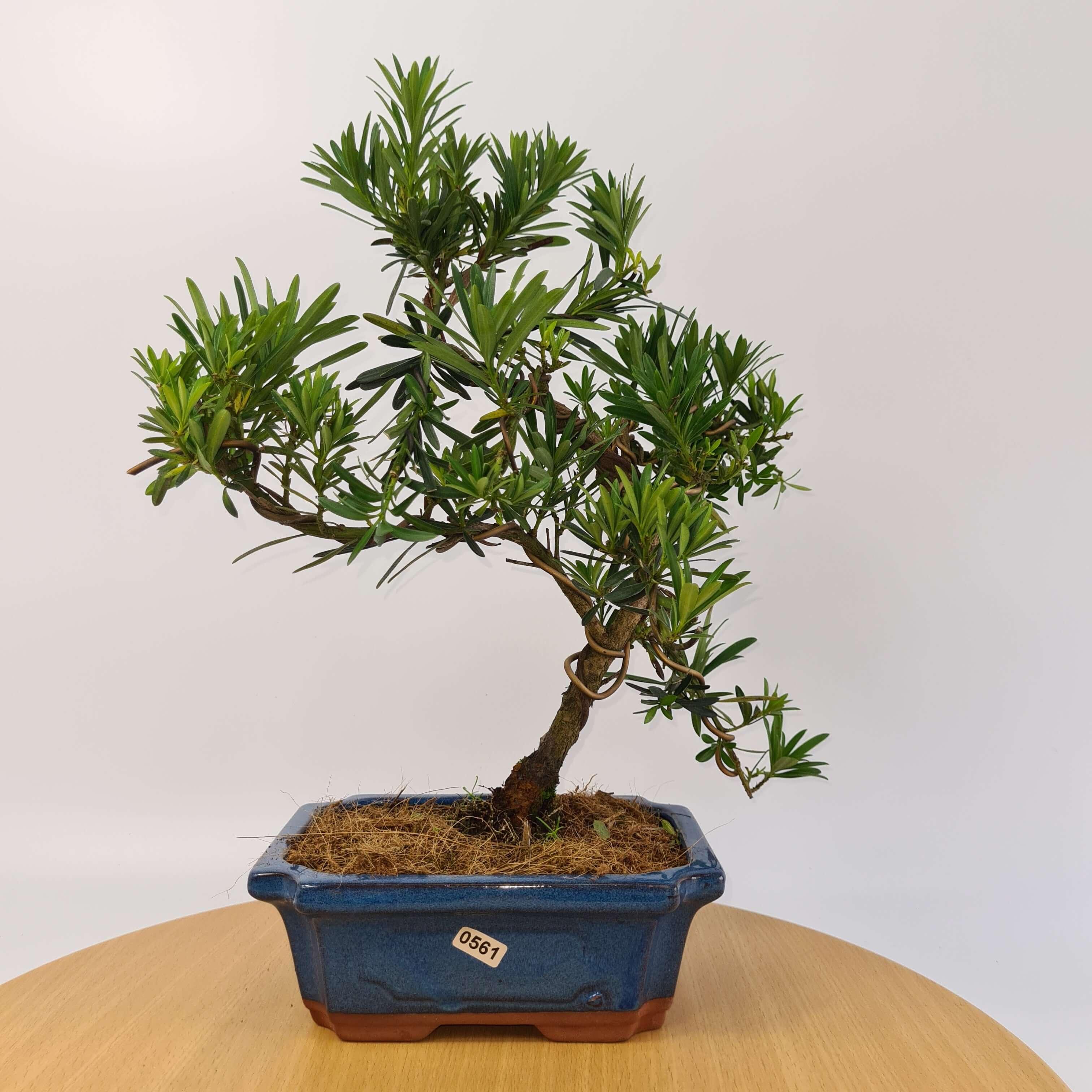 Buddhist Pine (Podocarpus Micro) Bonsai Tree | Shaped | In 20cm Pot