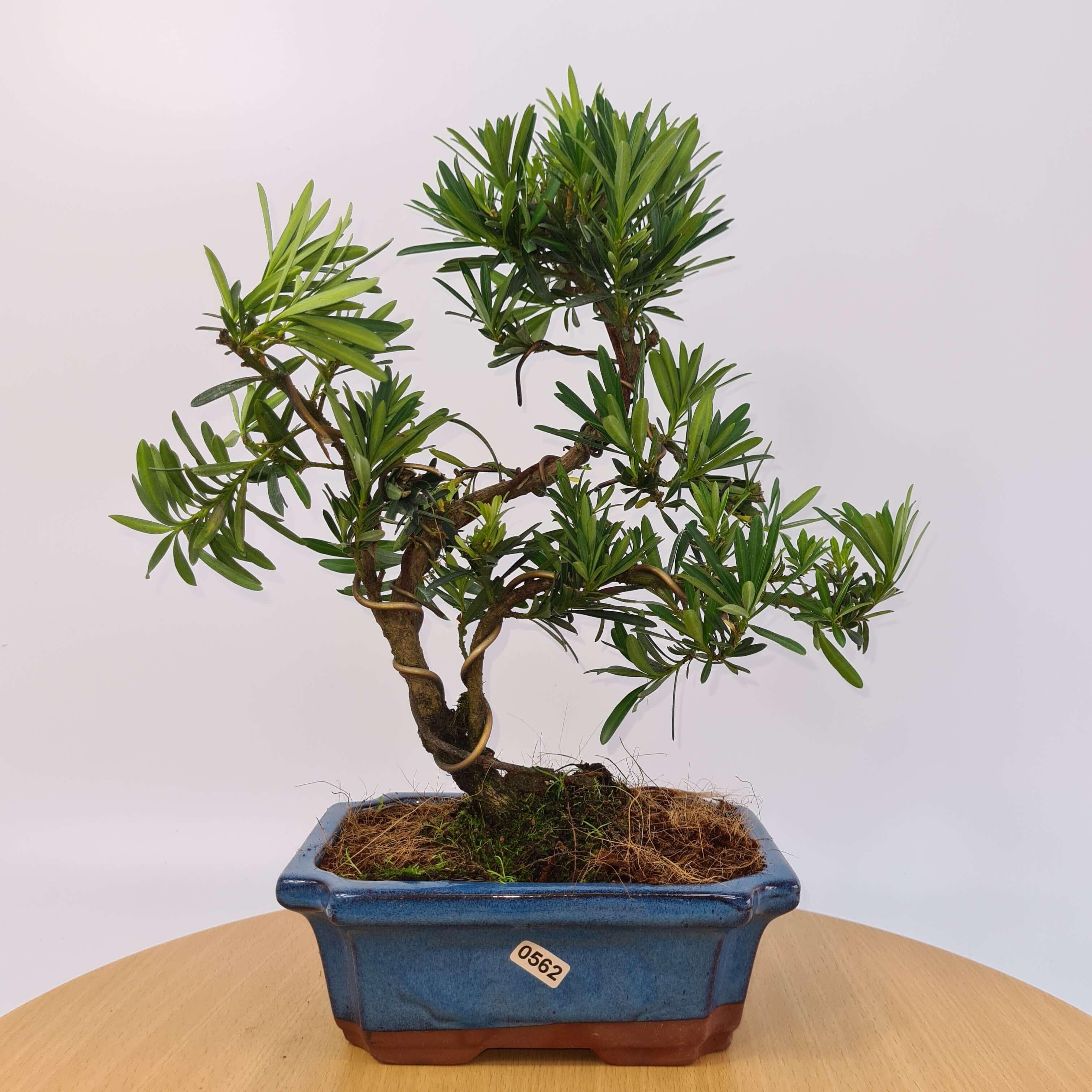 Buddhist Pine (Podocarpus Micro) Bonsai Tree | Shaped | In 20cm Pot