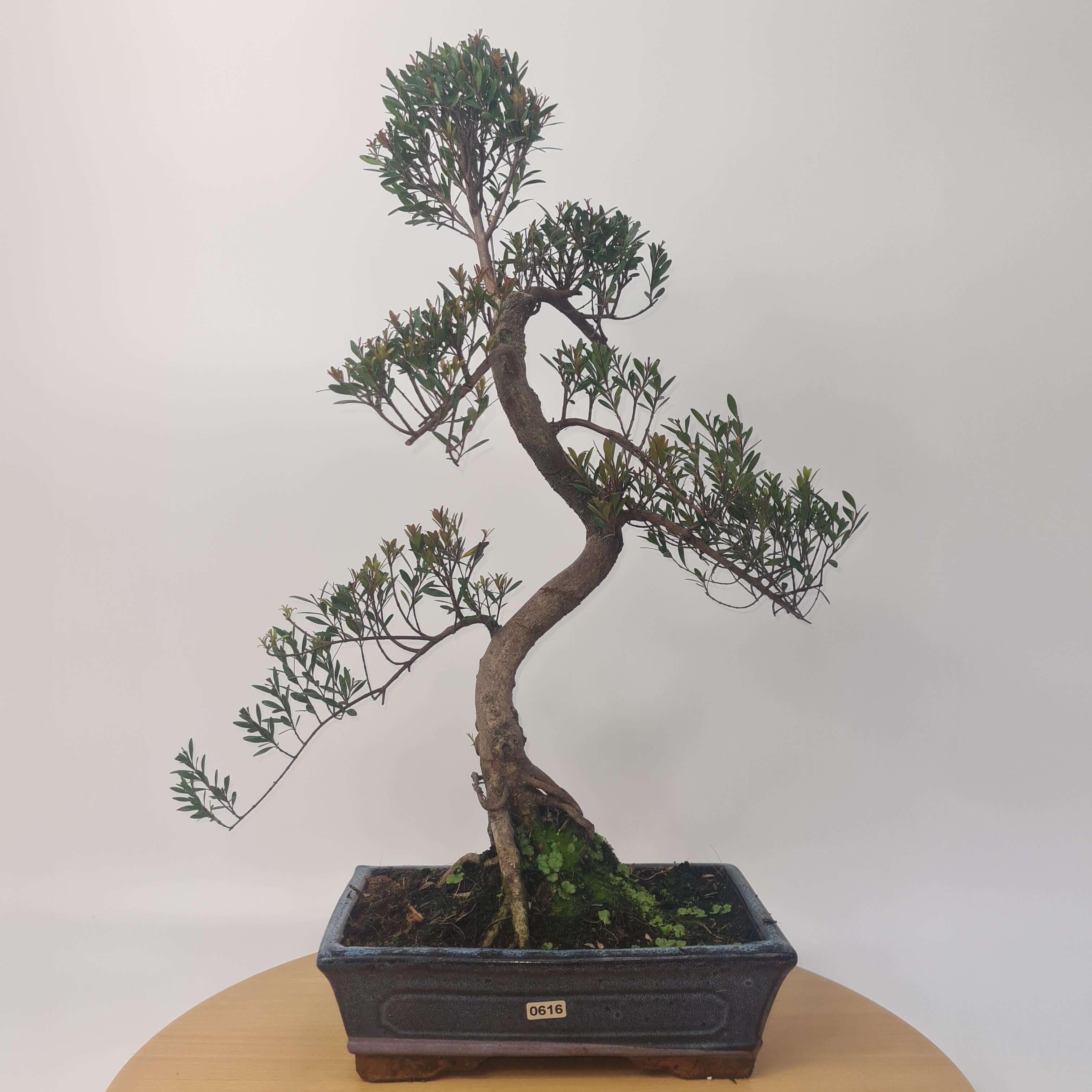 Brush Cherry (Syzygium) Bonsai Tree | Shaped | In 25cm Pot