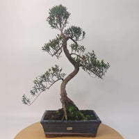Brush Cherry (Syzygium) Bonsai Tree | Shaped | In 25cm Pot