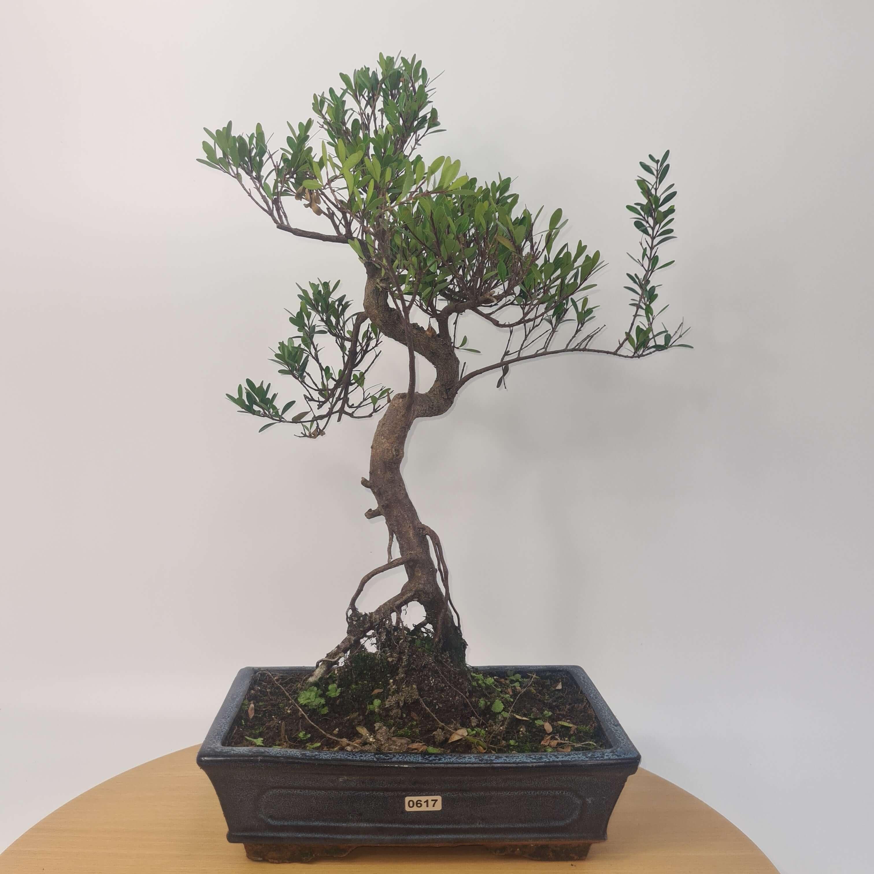 Brush Cherry (Syzygium) Bonsai Tree | Shaped | In 25cm Pot