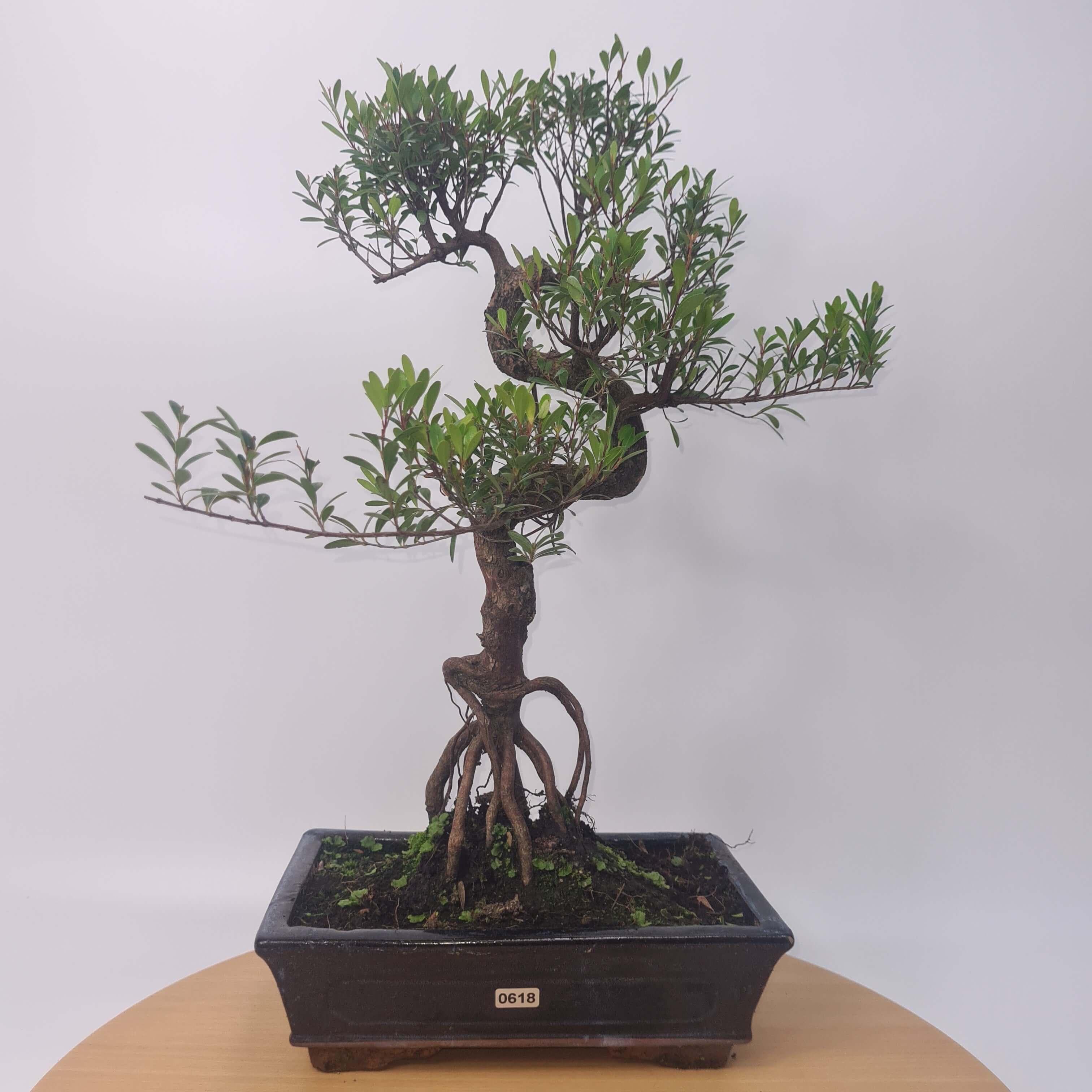 Brush Cherry (Syzygium) Bonsai Tree | Shaped | In 25cm Pot