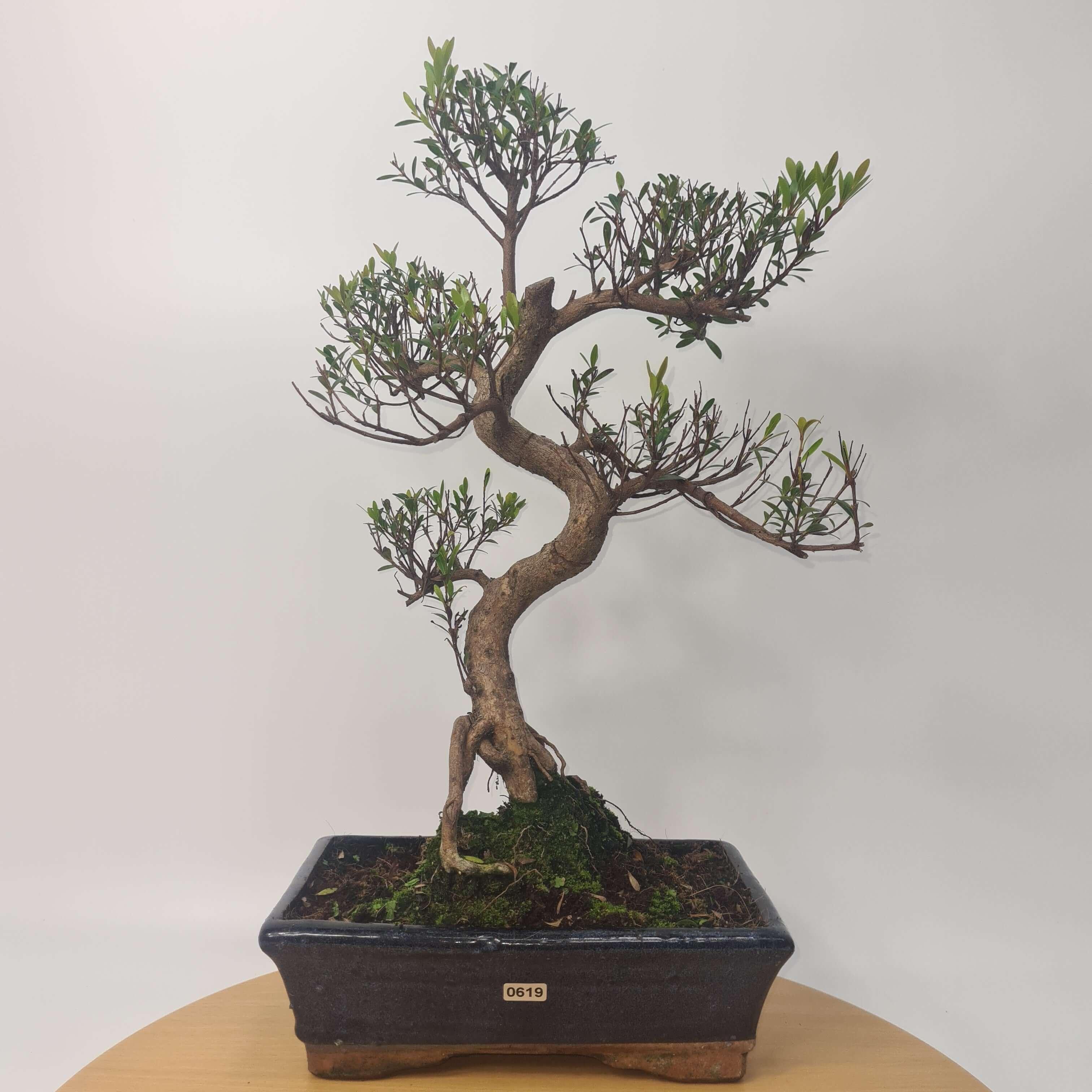 Brush Cherry (Syzygium) Bonsai Tree | Shaped | In 25cm Pot