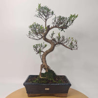 Brush Cherry (Syzygium) Bonsai Tree | Shaped | In 25cm Pot