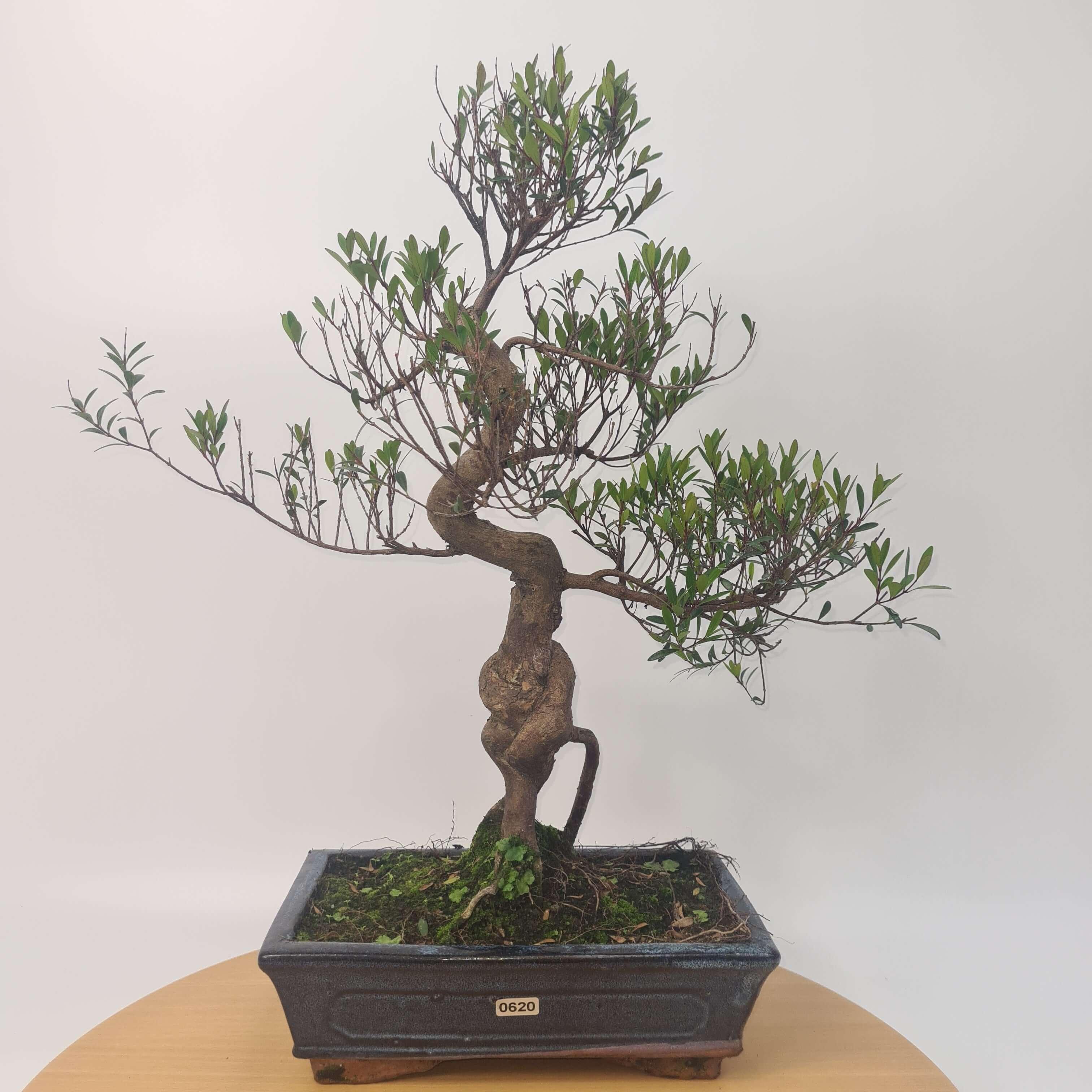 Brush Cherry (Syzygium) Bonsai Tree | Shaped | In 25cm Pot