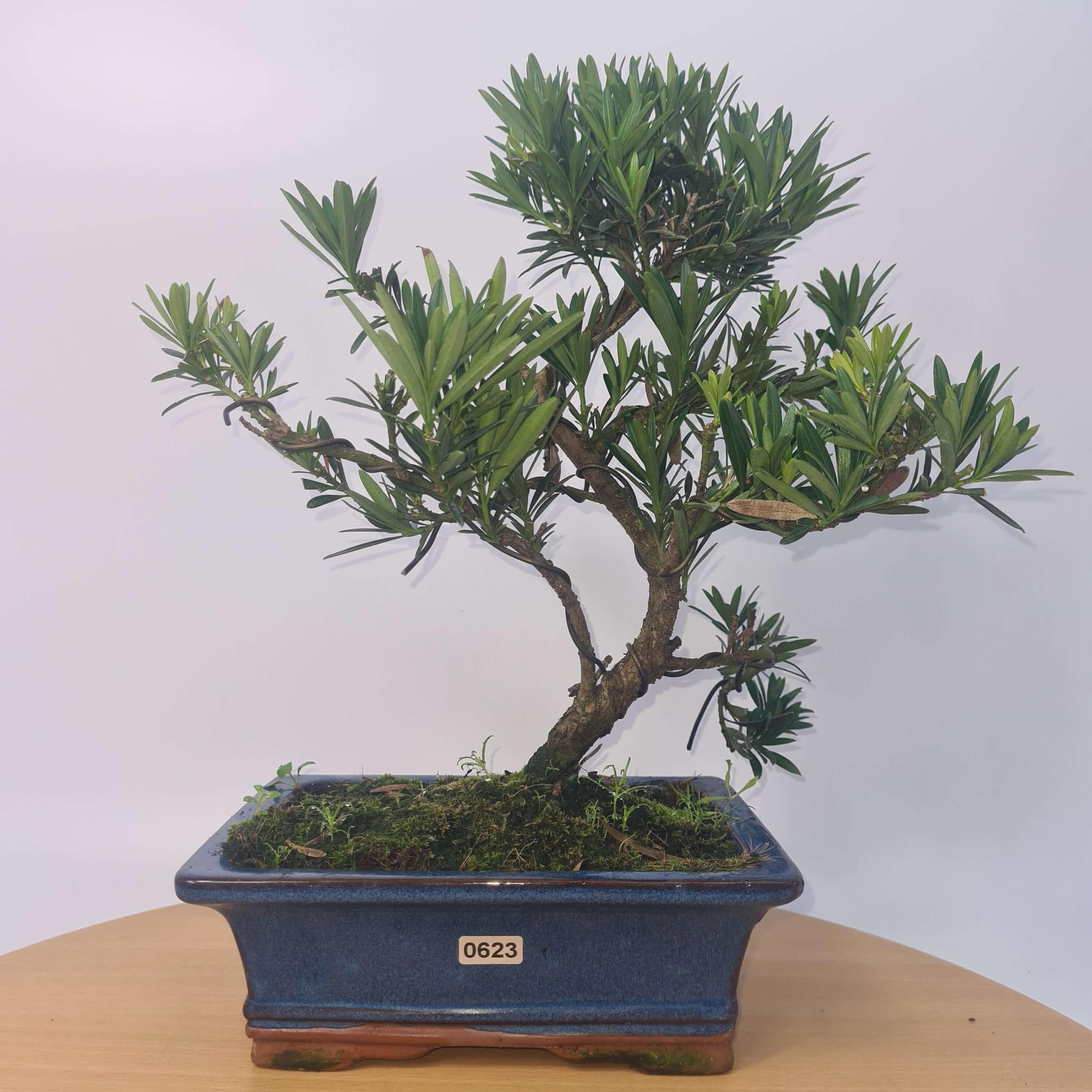 Buddhist Pine (Podocarpus Micro) Bonsai Tree | Shaped | In 20cm Pot