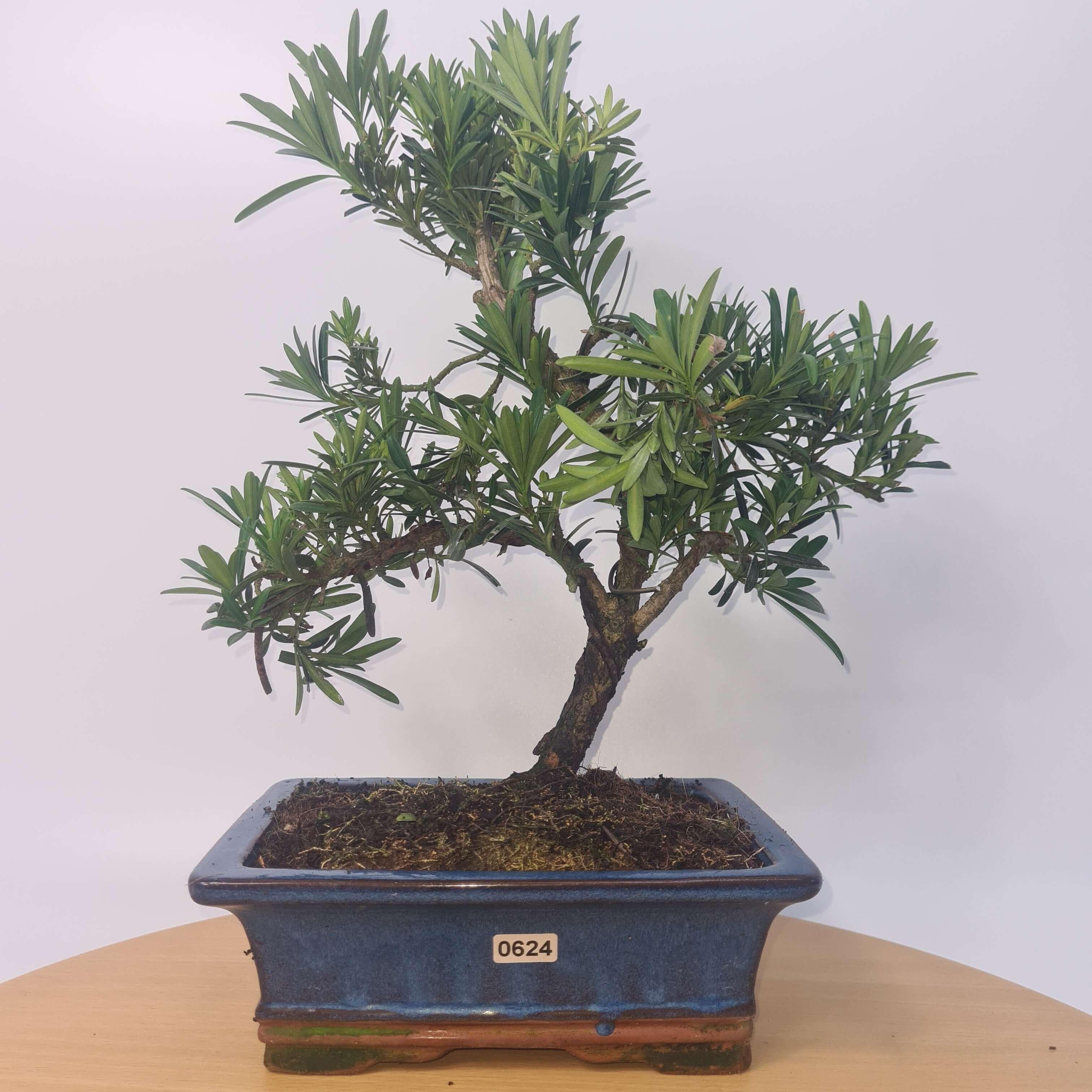 Buddhist Pine (Podocarpus Micro) Bonsai Tree | Shaped | In 20cm Pot