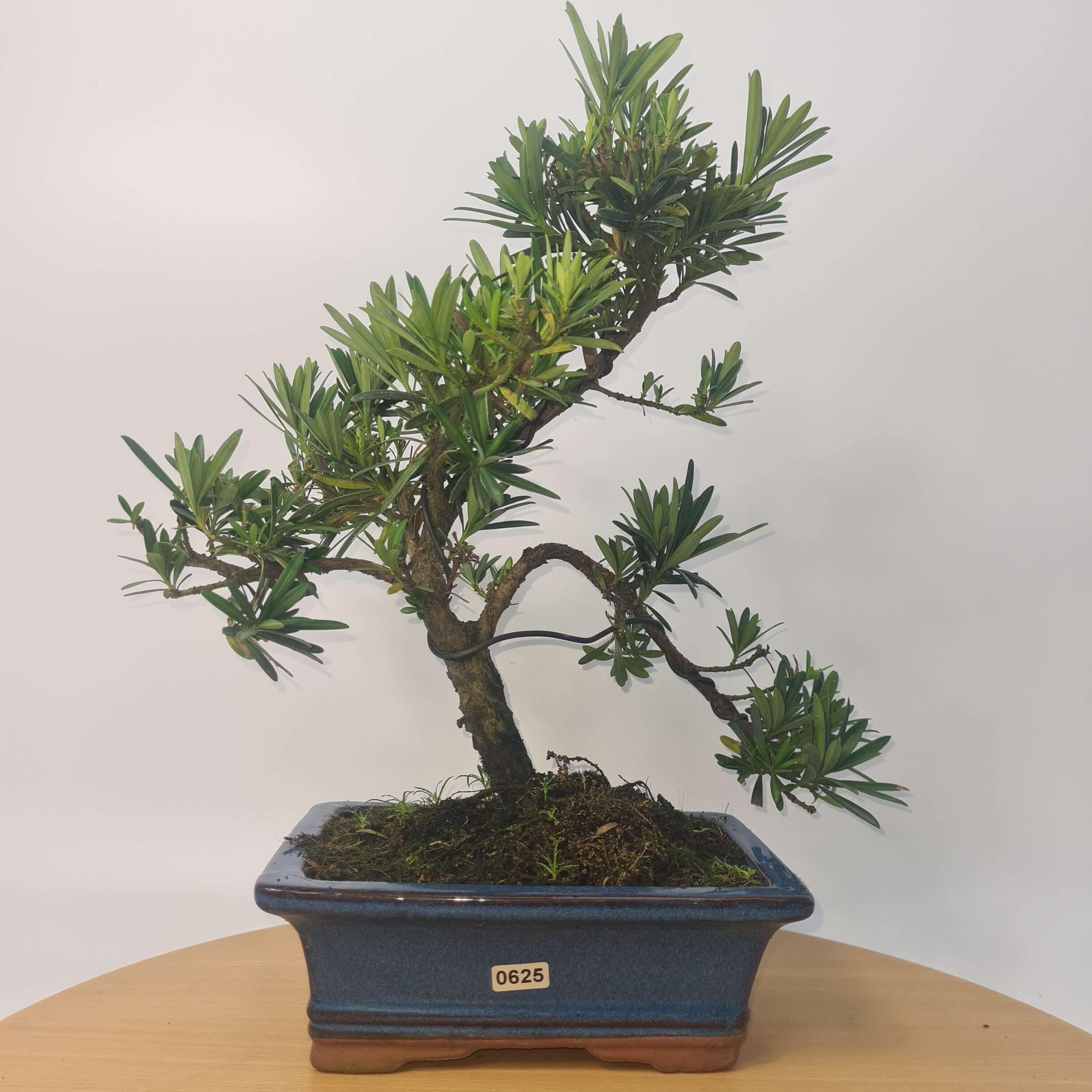 Buddhist Pine (Podocarpus Micro) Bonsai Tree | Shaped | In 20cm Pot