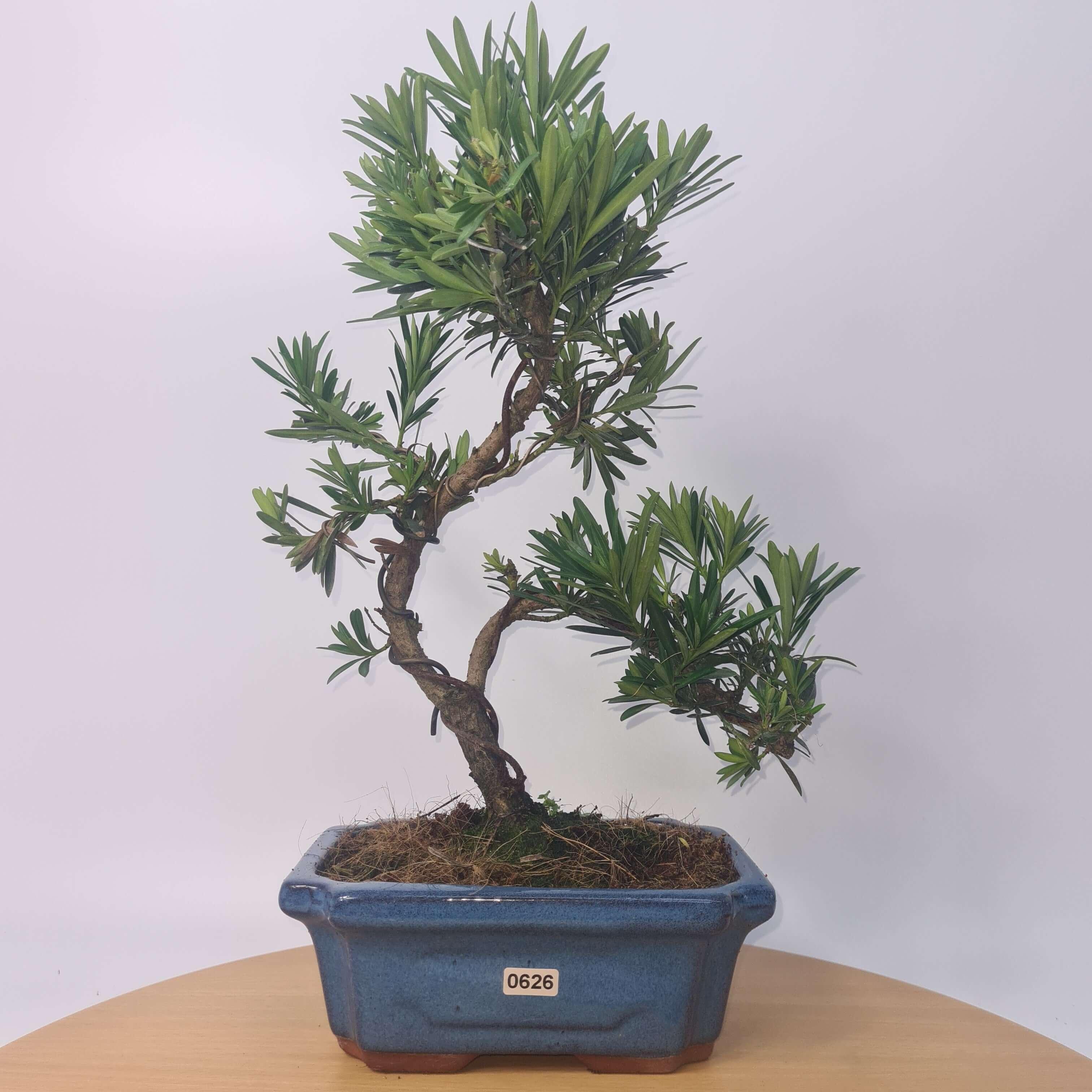 Buddhist Pine (Podocarpus Micro) Bonsai Tree | Shaped | In 20cm Pot