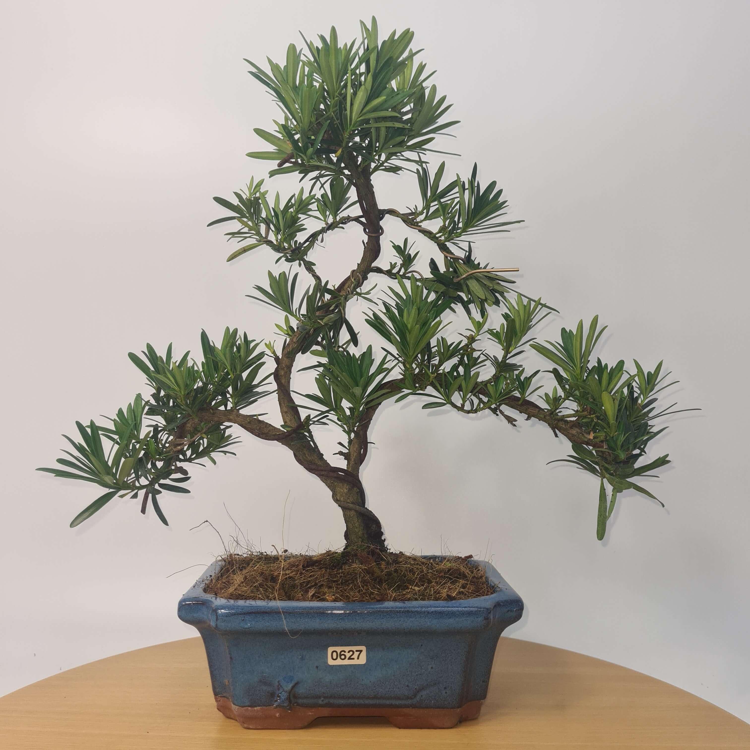 Buddhist Pine (Podocarpus Micro) Bonsai Tree | Shaped | In 20cm Pot