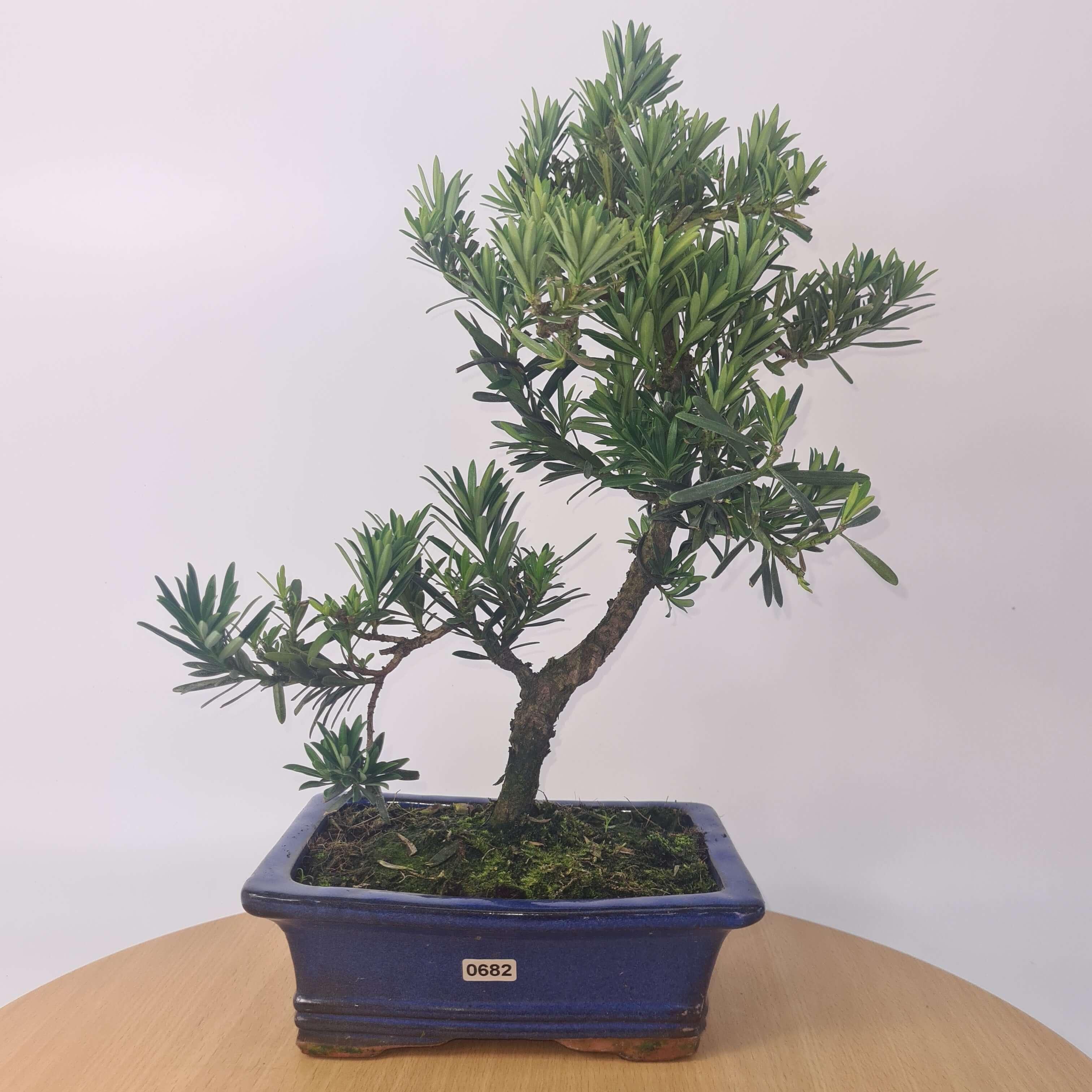 Buddhist Pine (Podocarpus Micro) Bonsai Tree | Shaped | In 20cm Pot