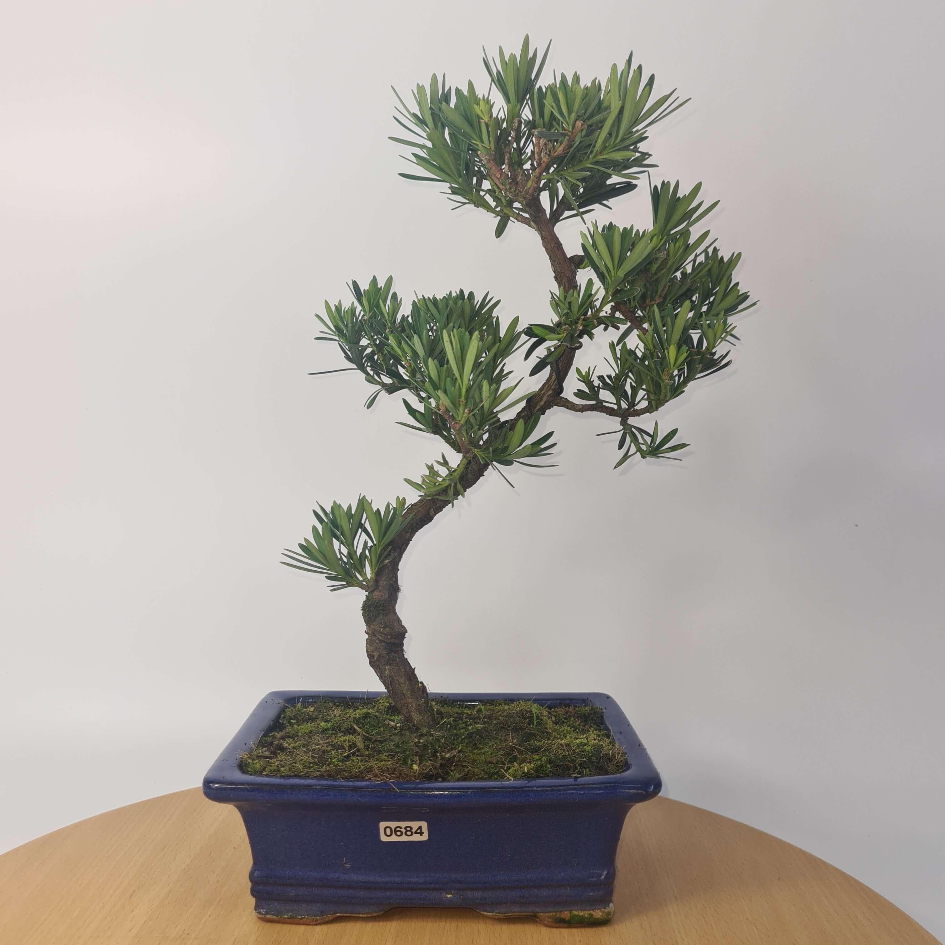 Buddhist Pine (Podocarpus Micro) Bonsai Tree | Shaped | In 20cm Pot