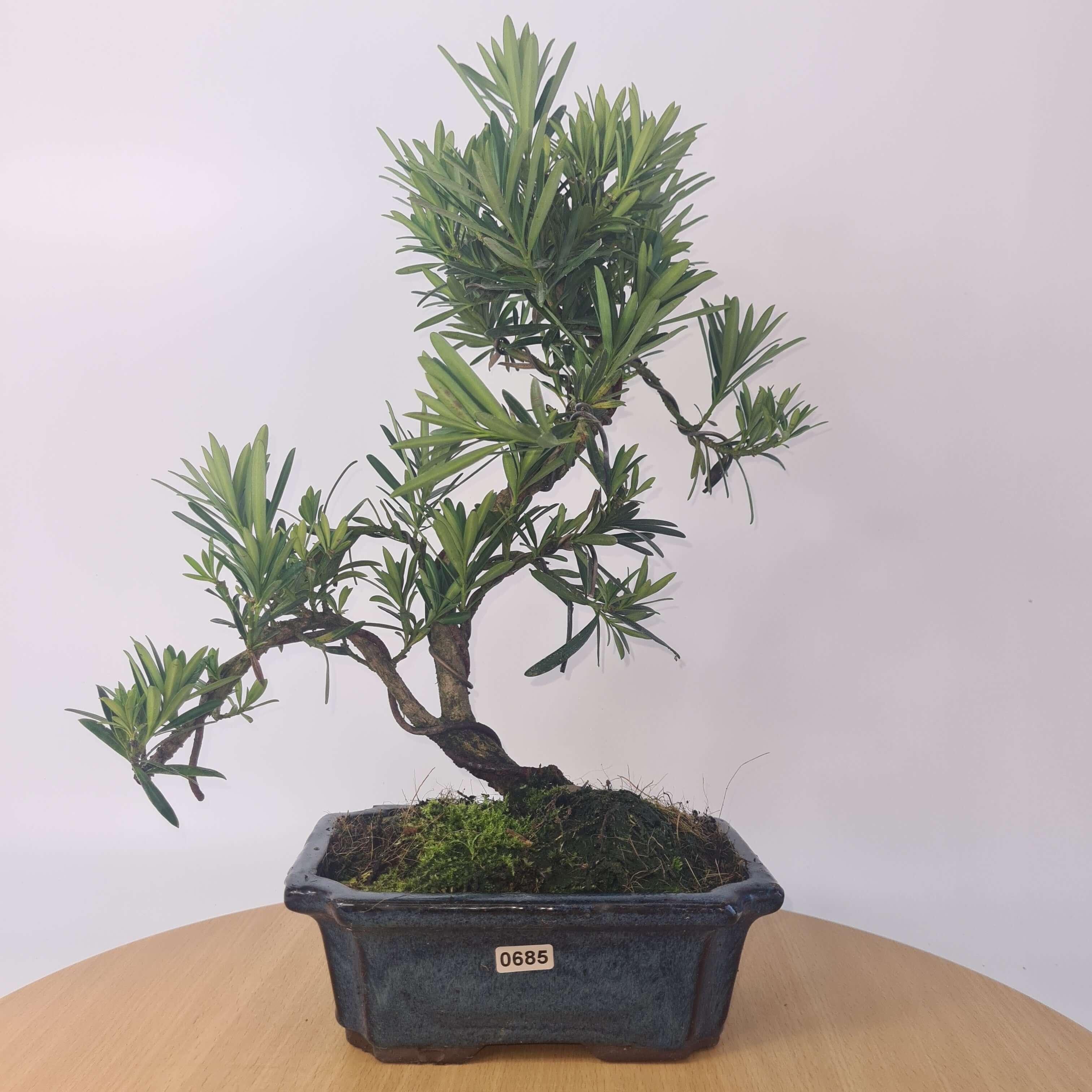 Buddhist Pine (Podocarpus Micro) Bonsai Tree | Shaped | In 20cm Pot