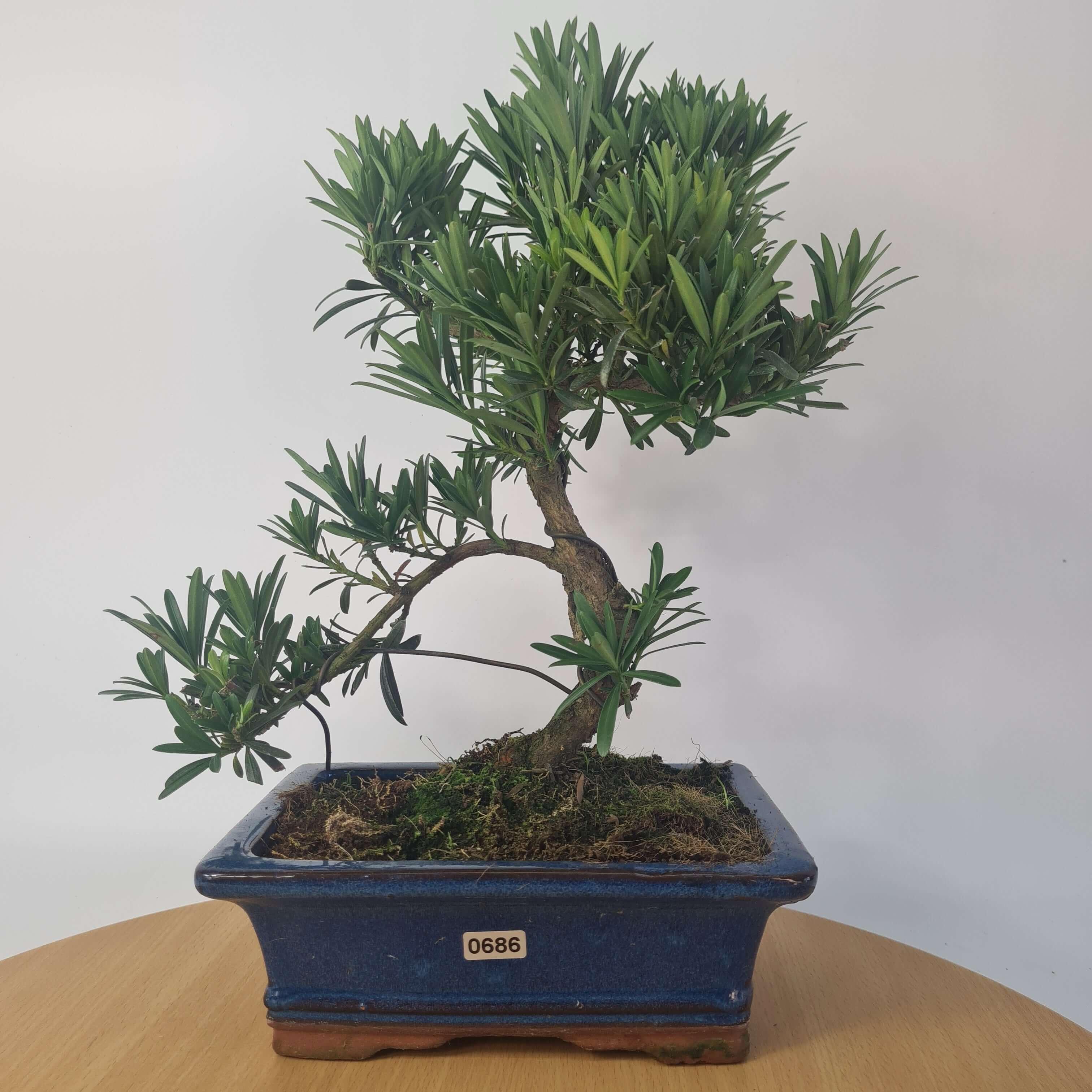 Buddhist Pine (Podocarpus Micro) Bonsai Tree | Shaped | In 20cm Pot