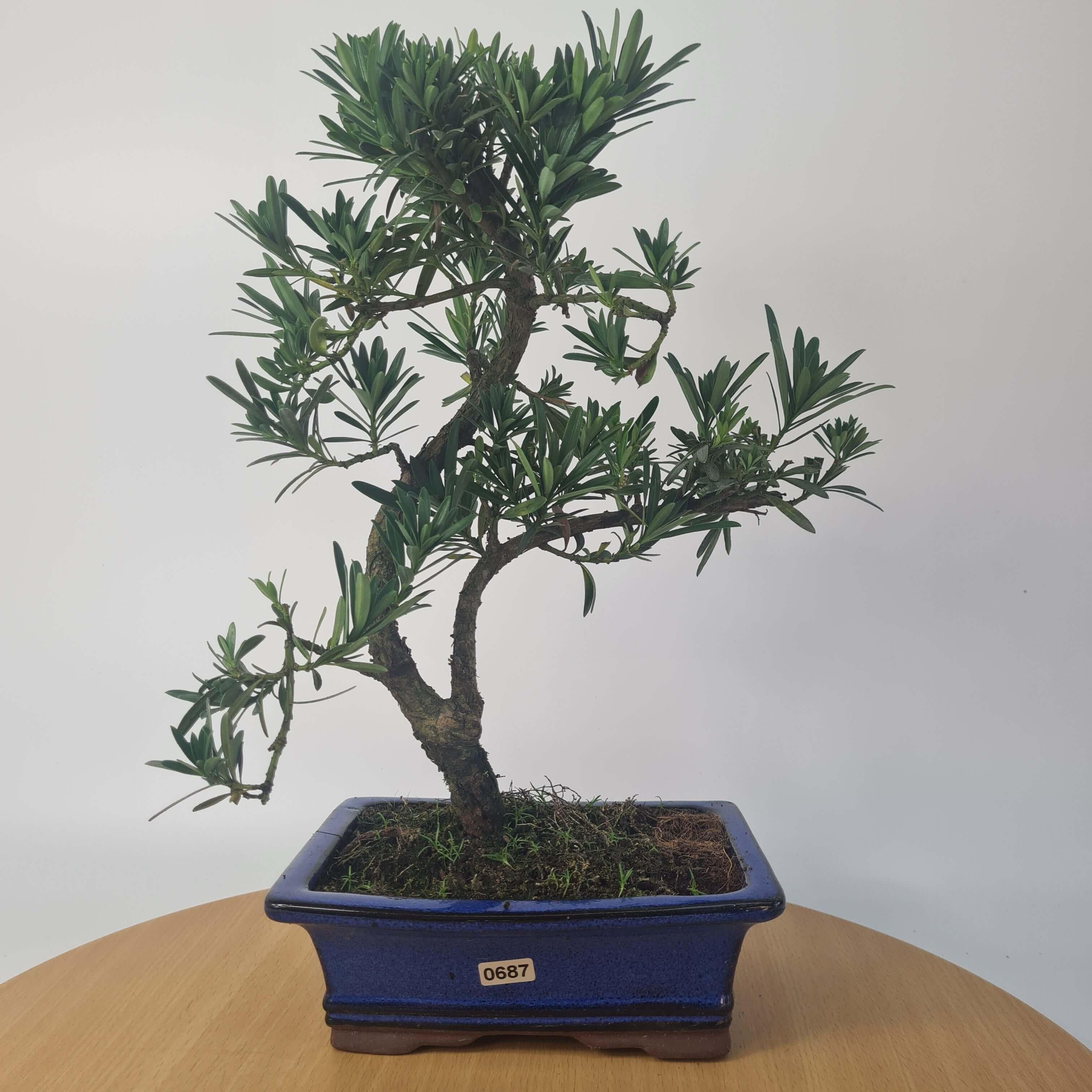 Buddhist Pine (Podocarpus Micro) Bonsai Tree | Shaped | In 20cm Pot