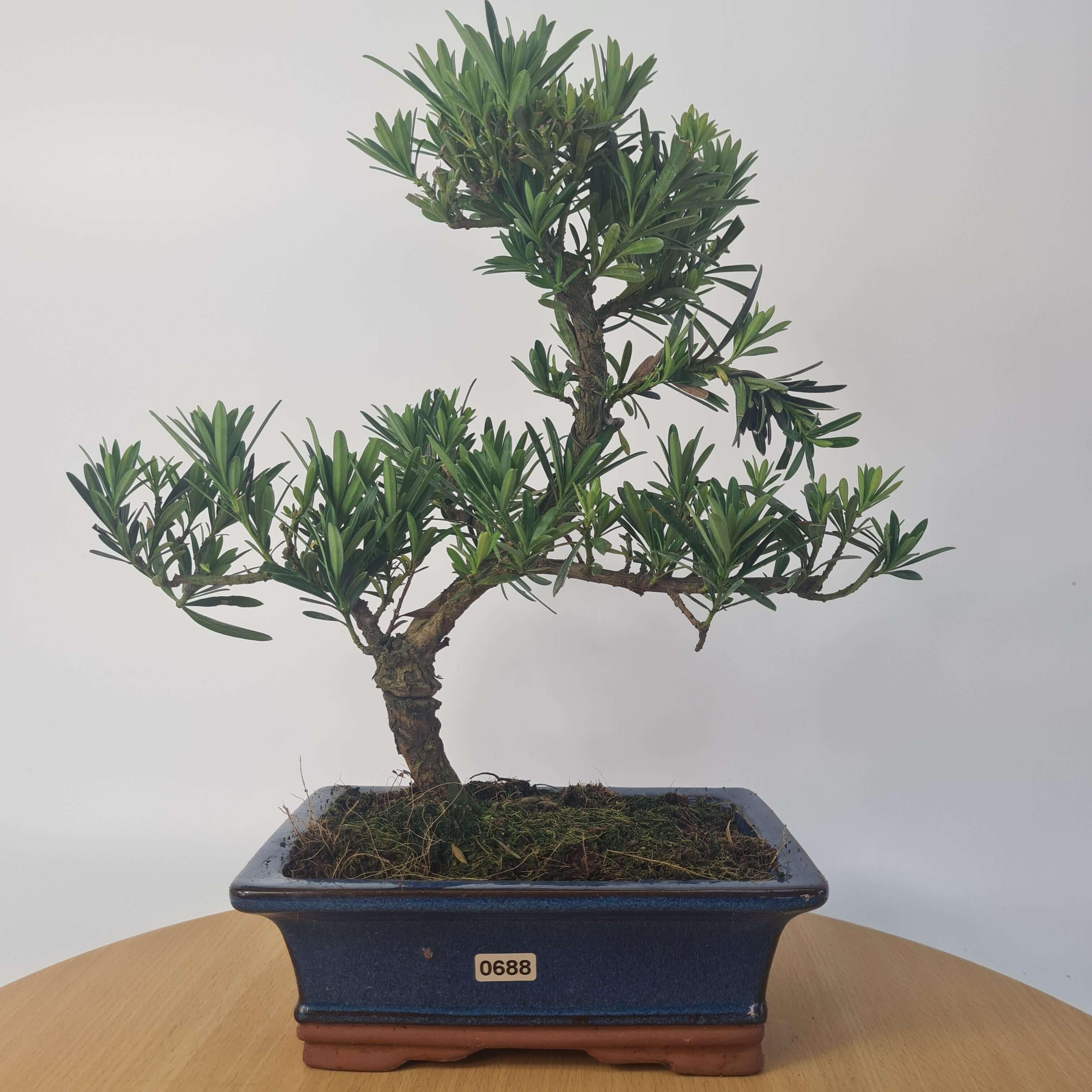 Buddhist Pine (Podocarpus Micro) Bonsai Tree | Shaped | In 20cm Pot
