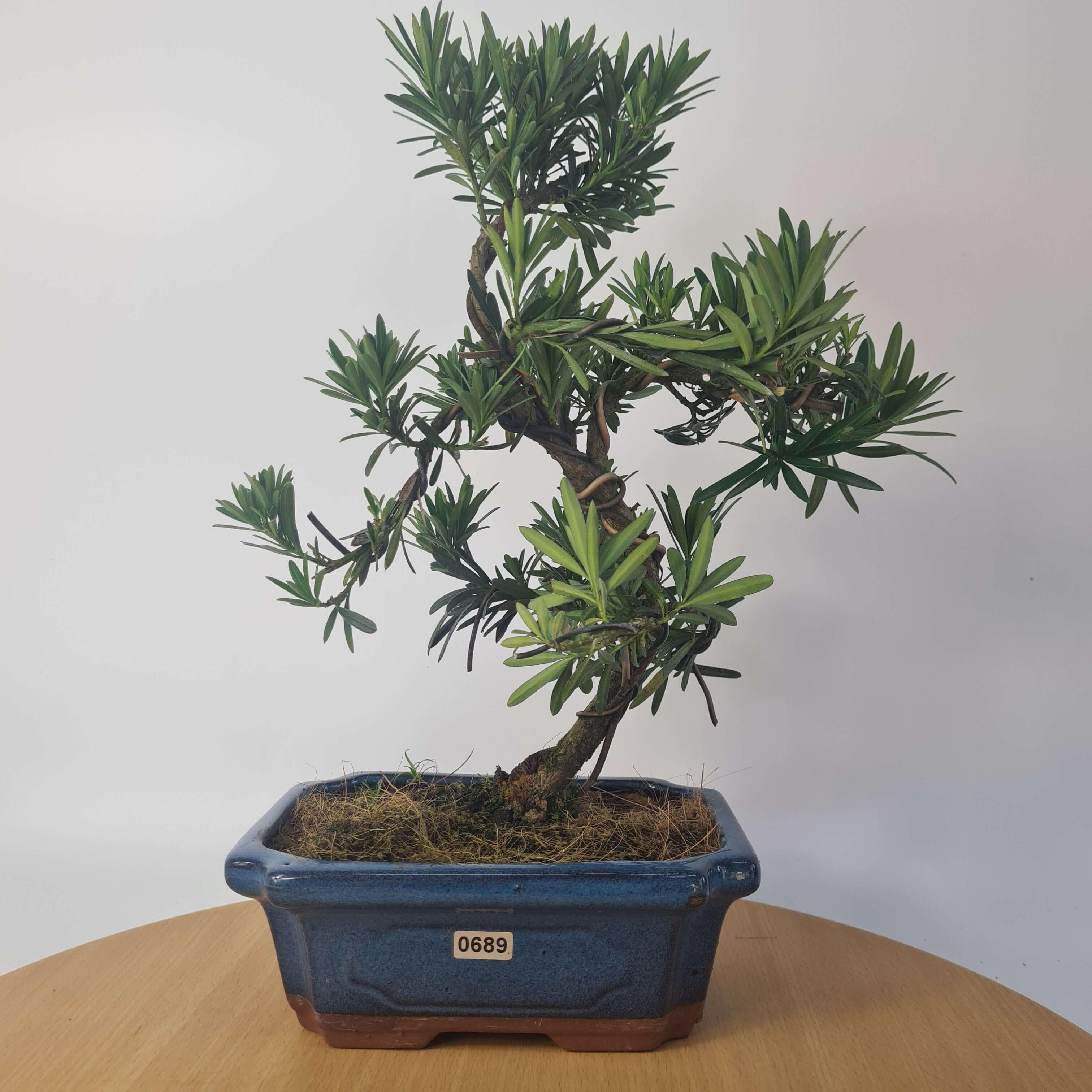 Buddhist Pine (Podocarpus Micro) Bonsai Tree | Shaped | In 20cm Pot