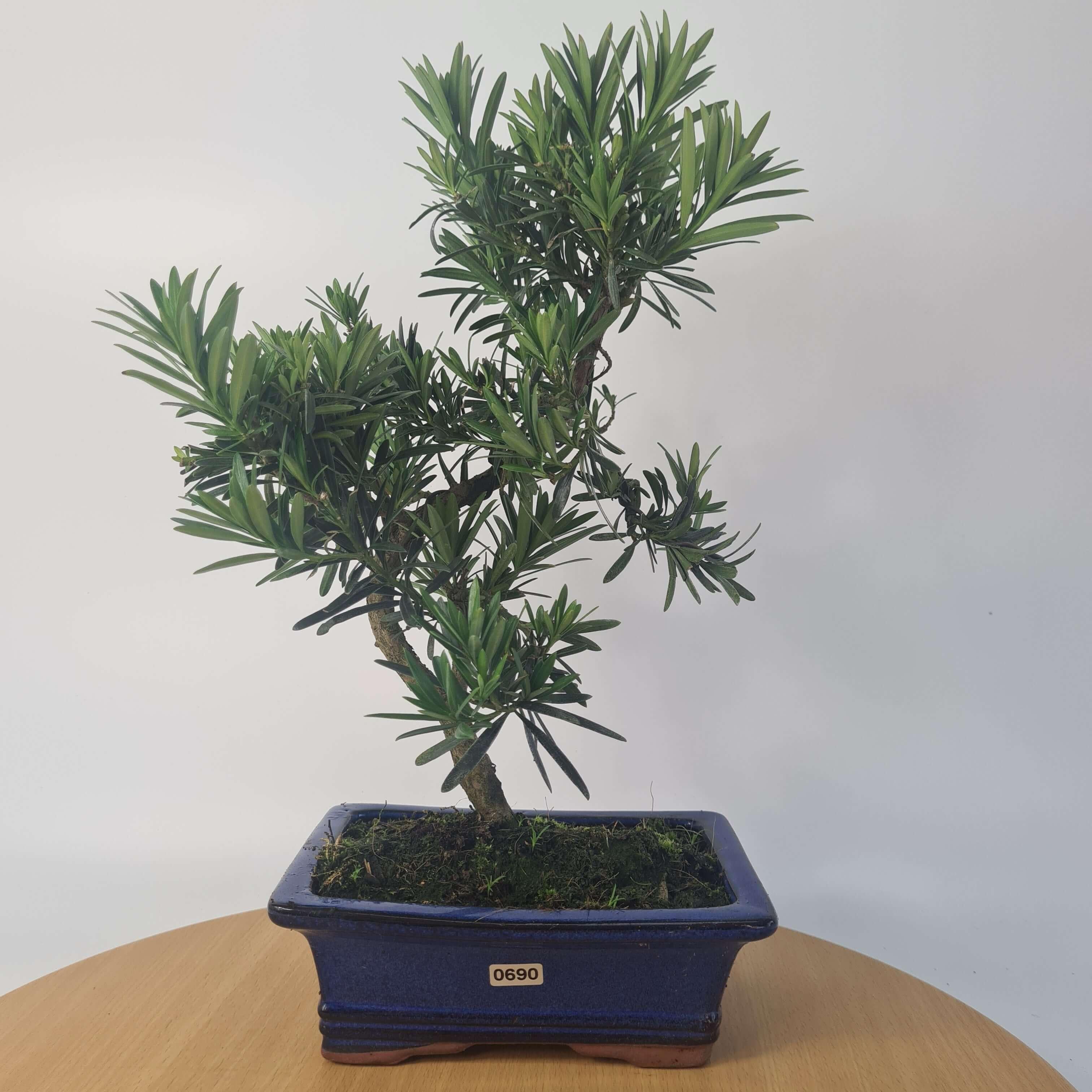 Buddhist Pine (Podocarpus Micro) Bonsai Tree | Shaped | In 20cm Pot