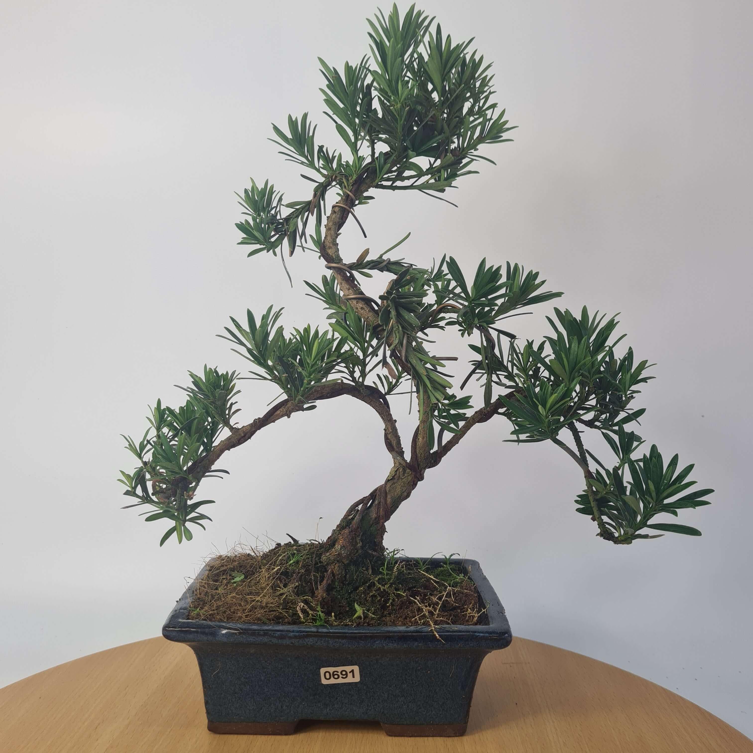 Buddhist Pine (Podocarpus Micro) Bonsai Tree | Shaped | In 20cm Pot