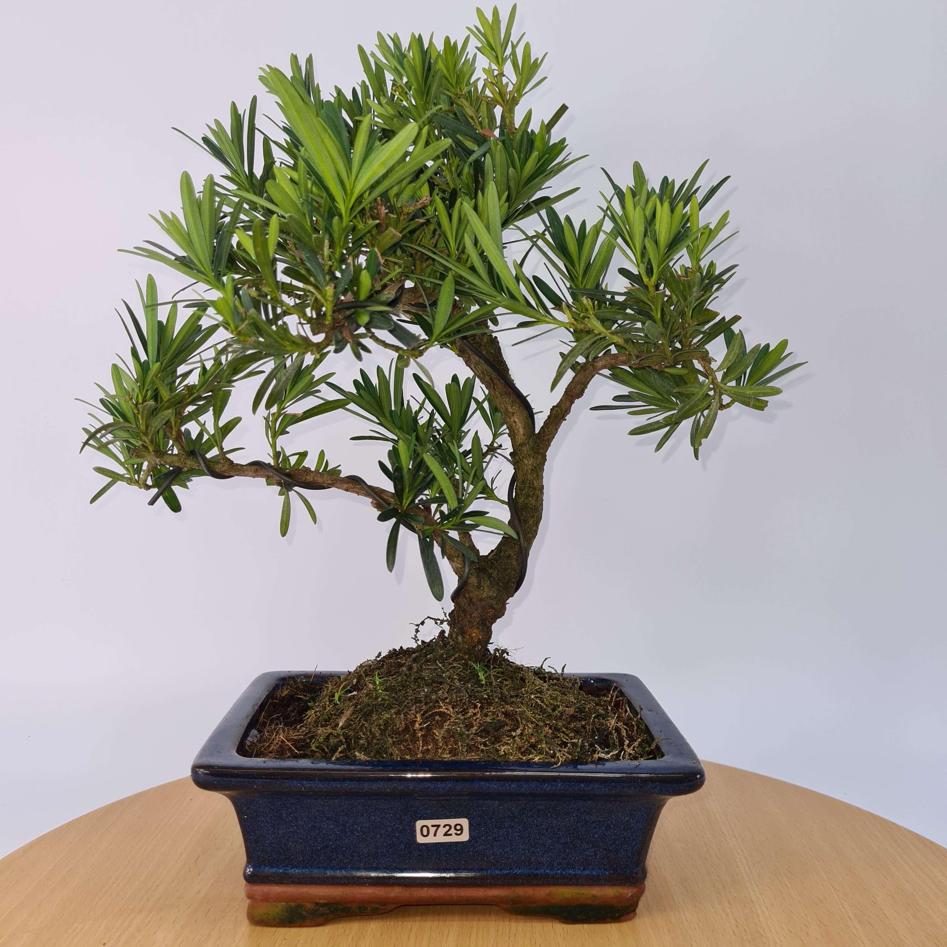 Buddhist Pine (Podocarpus Micro) Bonsai Tree | Shaped | In 20cm Pot