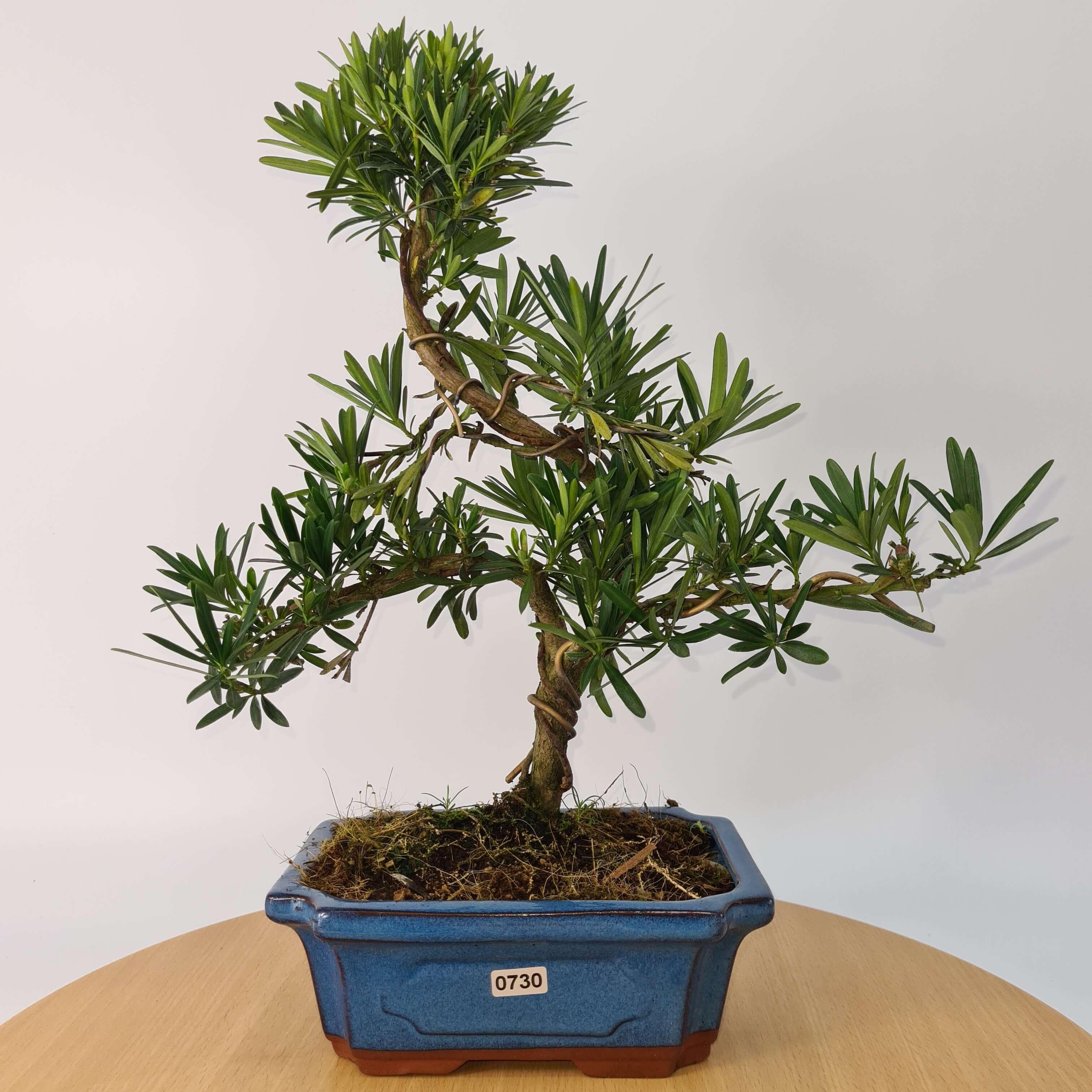 Buddhist Pine (Podocarpus Micro) Bonsai Tree | Shaped | In 20cm Pot