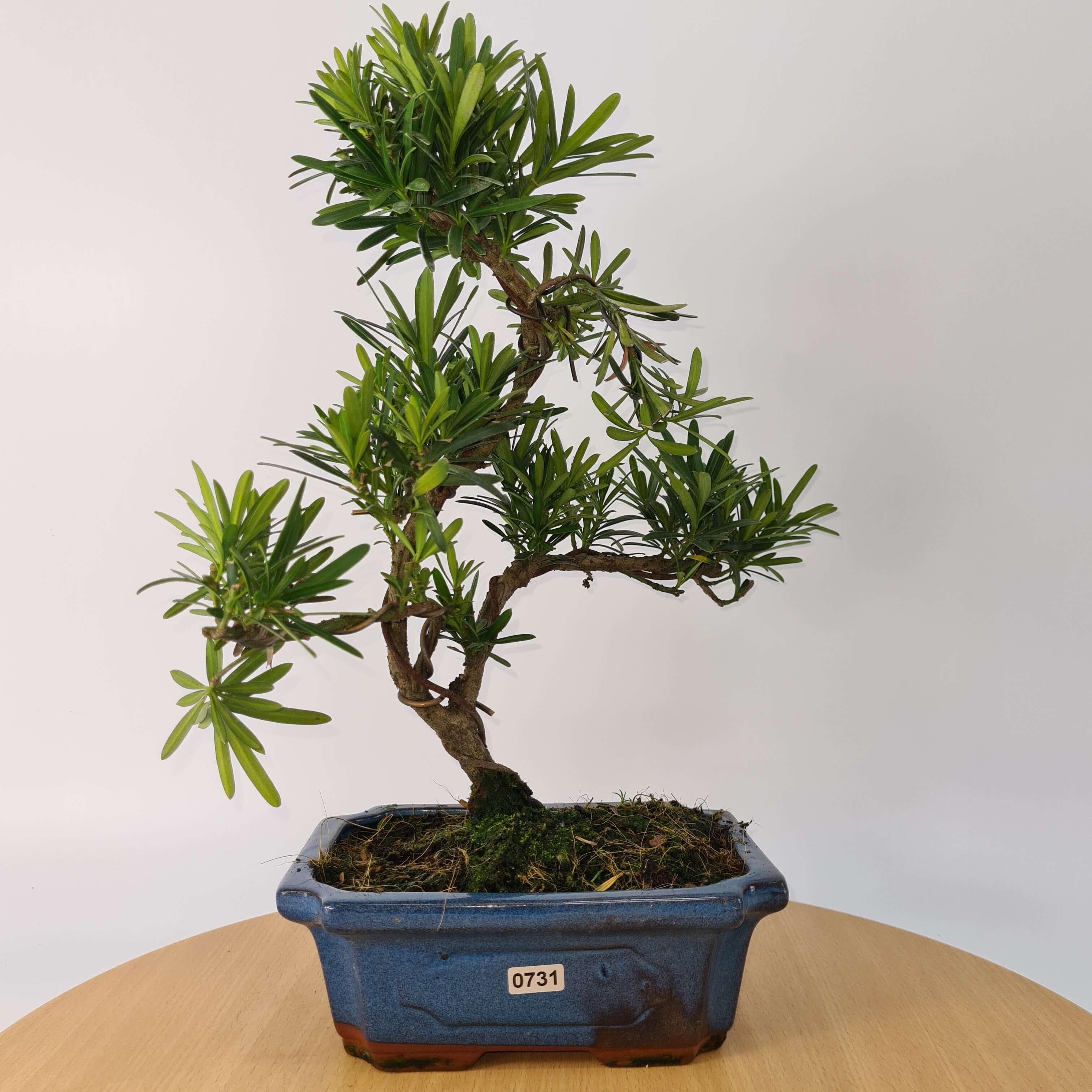 Buddhist Pine (Podocarpus Micro) Bonsai Tree | Shaped | In 20cm Pot