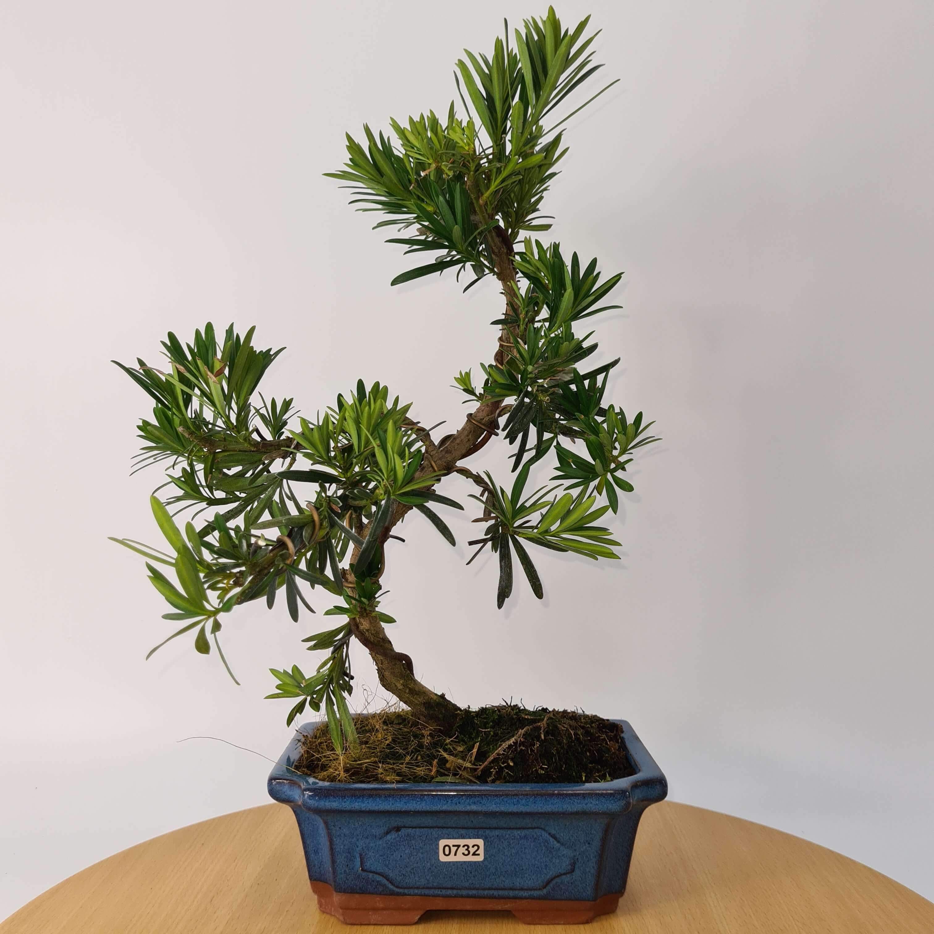 Buddhist Pine (Podocarpus Micro) Bonsai Tree | Shaped | In 20cm Pot