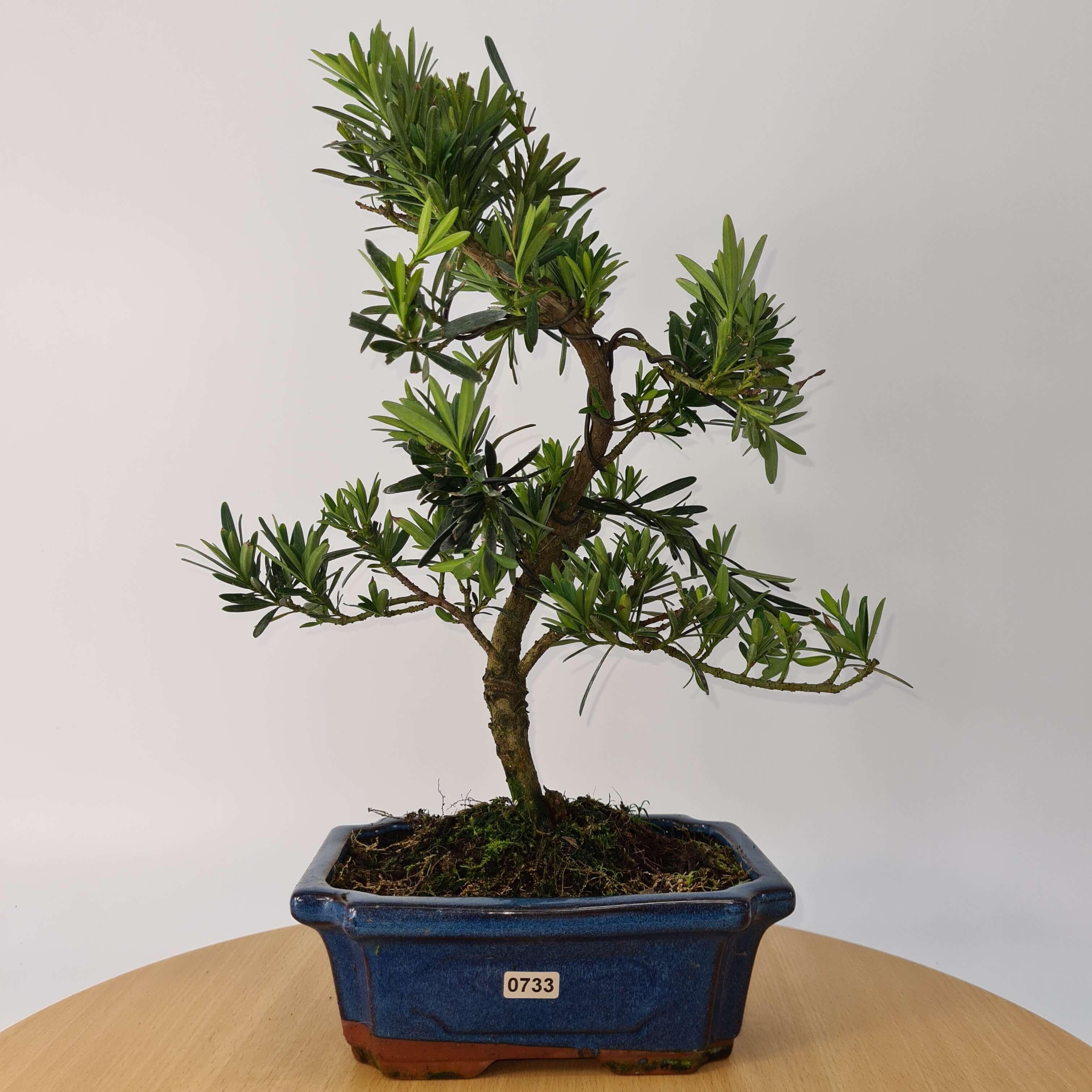 Buddhist Pine (Podocarpus Micro) Bonsai Tree | Shaped | In 20cm Pot