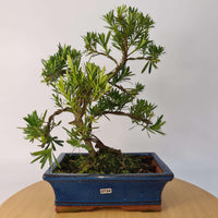 Buddhist Pine (Podocarpus Micro) Bonsai Tree | Shaped | In 30cm Pot