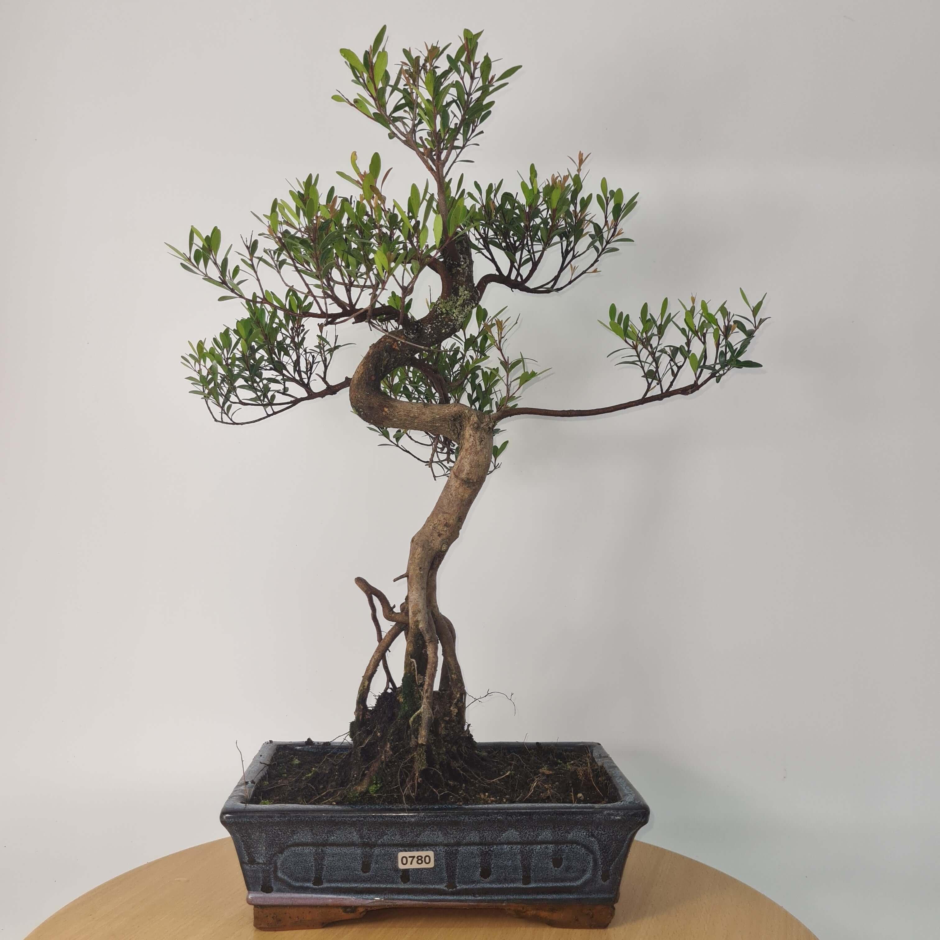 Brush Cherry (Syzygium) Bonsai Tree | Shaped | In 25cm Pot