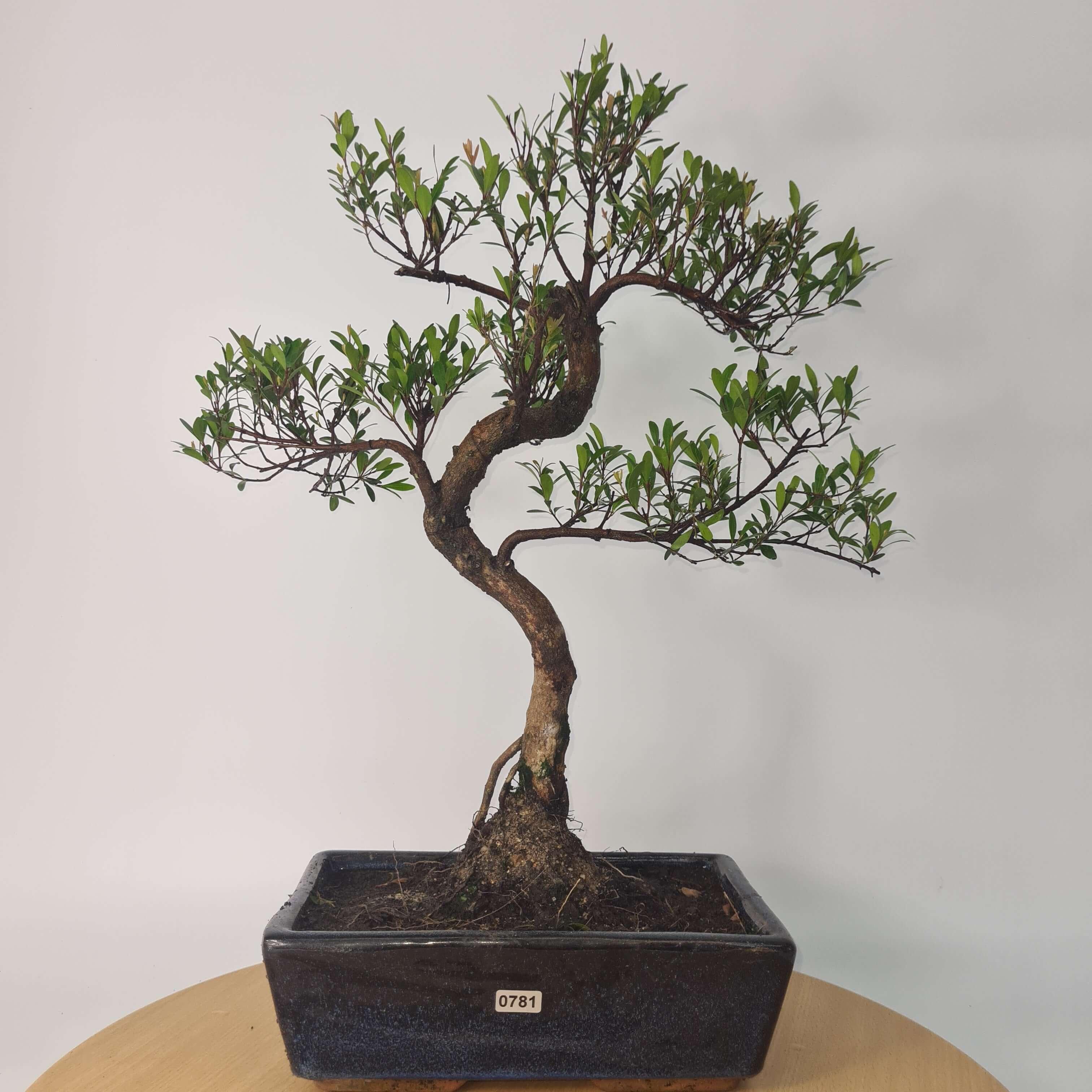Brush Cherry (Syzygium) Bonsai Tree | Shaped | In 25cm Pot