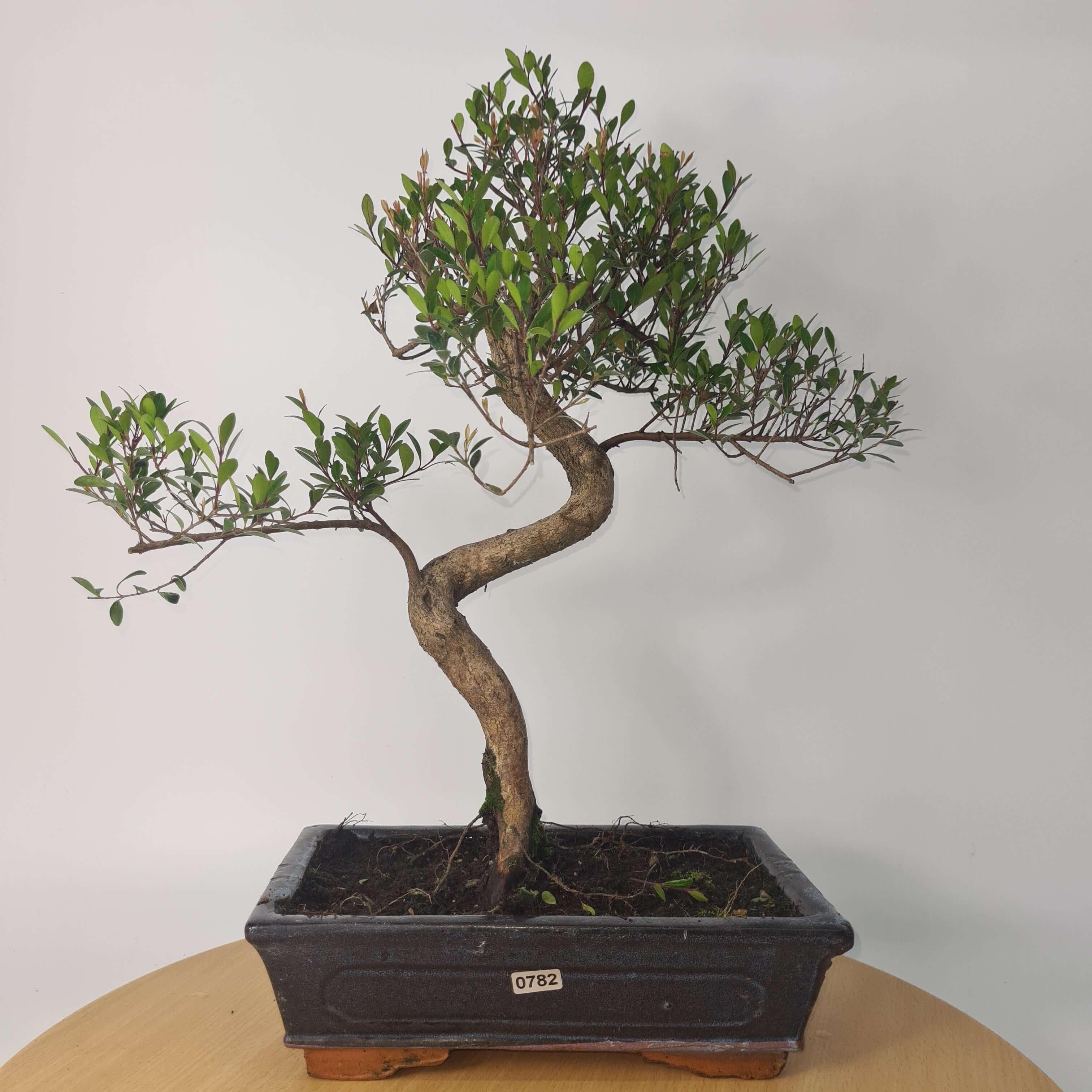 Brush Cherry (Syzygium) Bonsai Tree | Shaped | In 25cm Pot