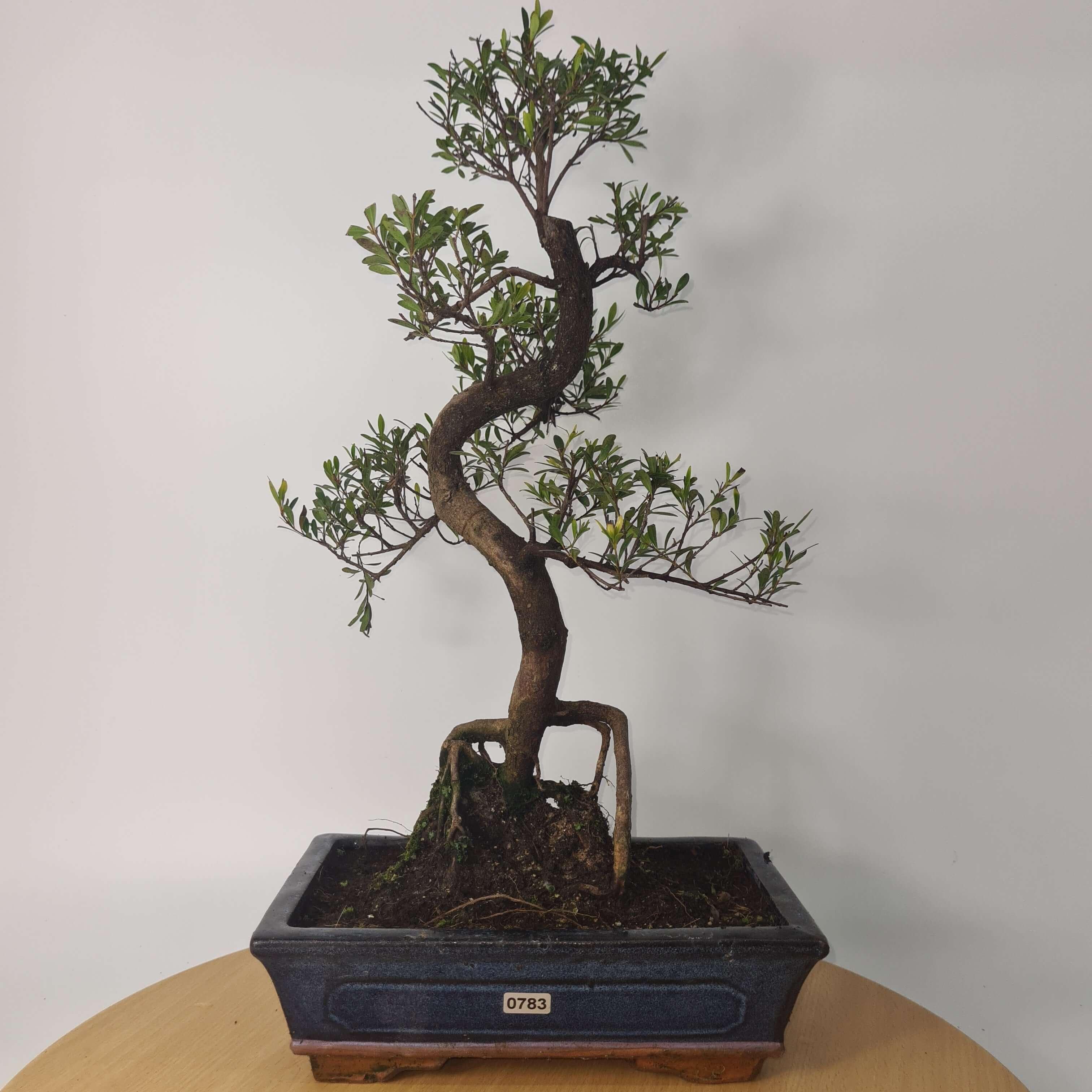 Brush Cherry (Syzygium) Bonsai Tree | Shaped | In 25cm Pot