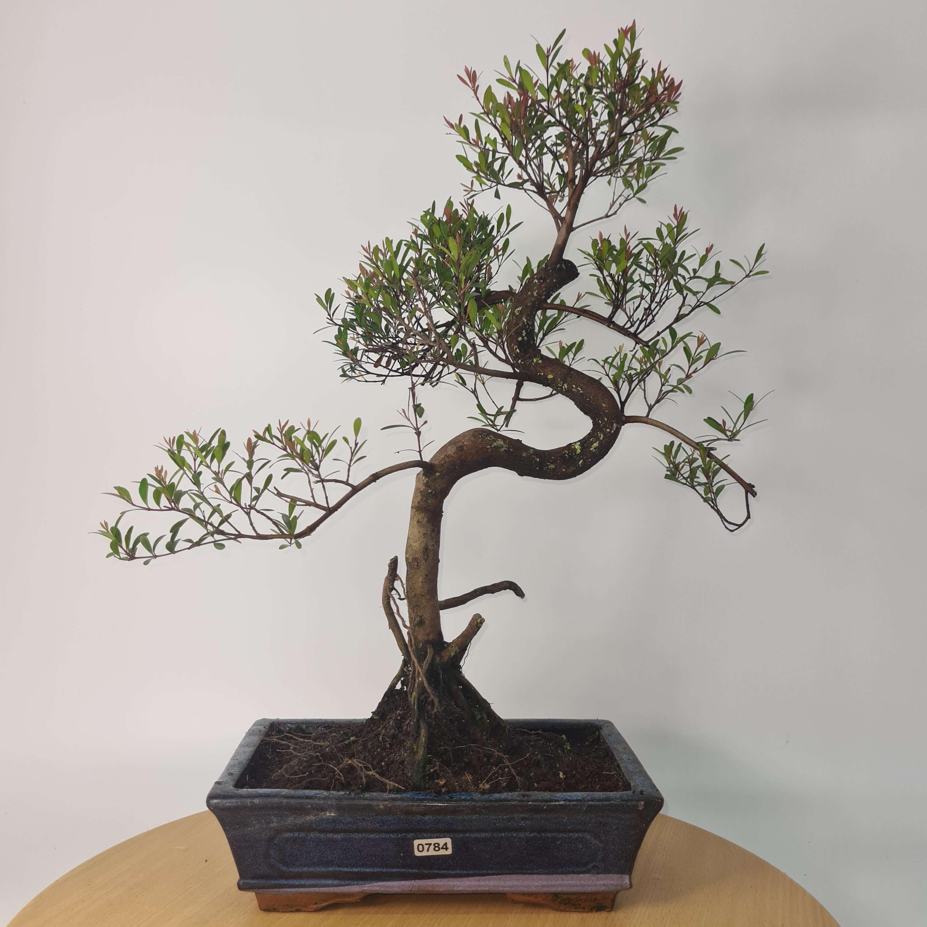 Brush Cherry (Syzygium) Bonsai Tree | Shaped | In 25cm Pot
